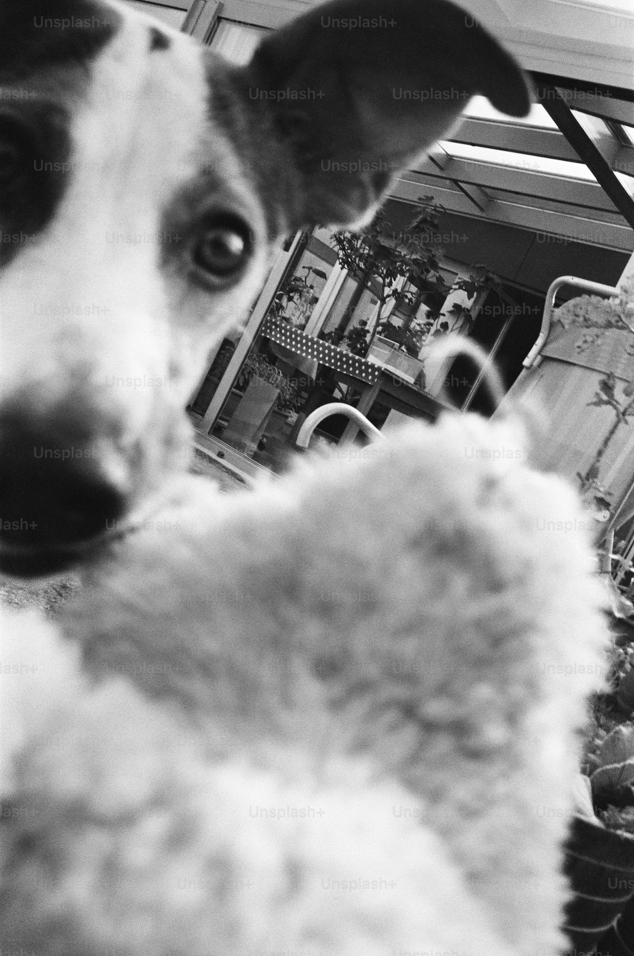 A black and white close-up of a dog holding a fuzzy toy