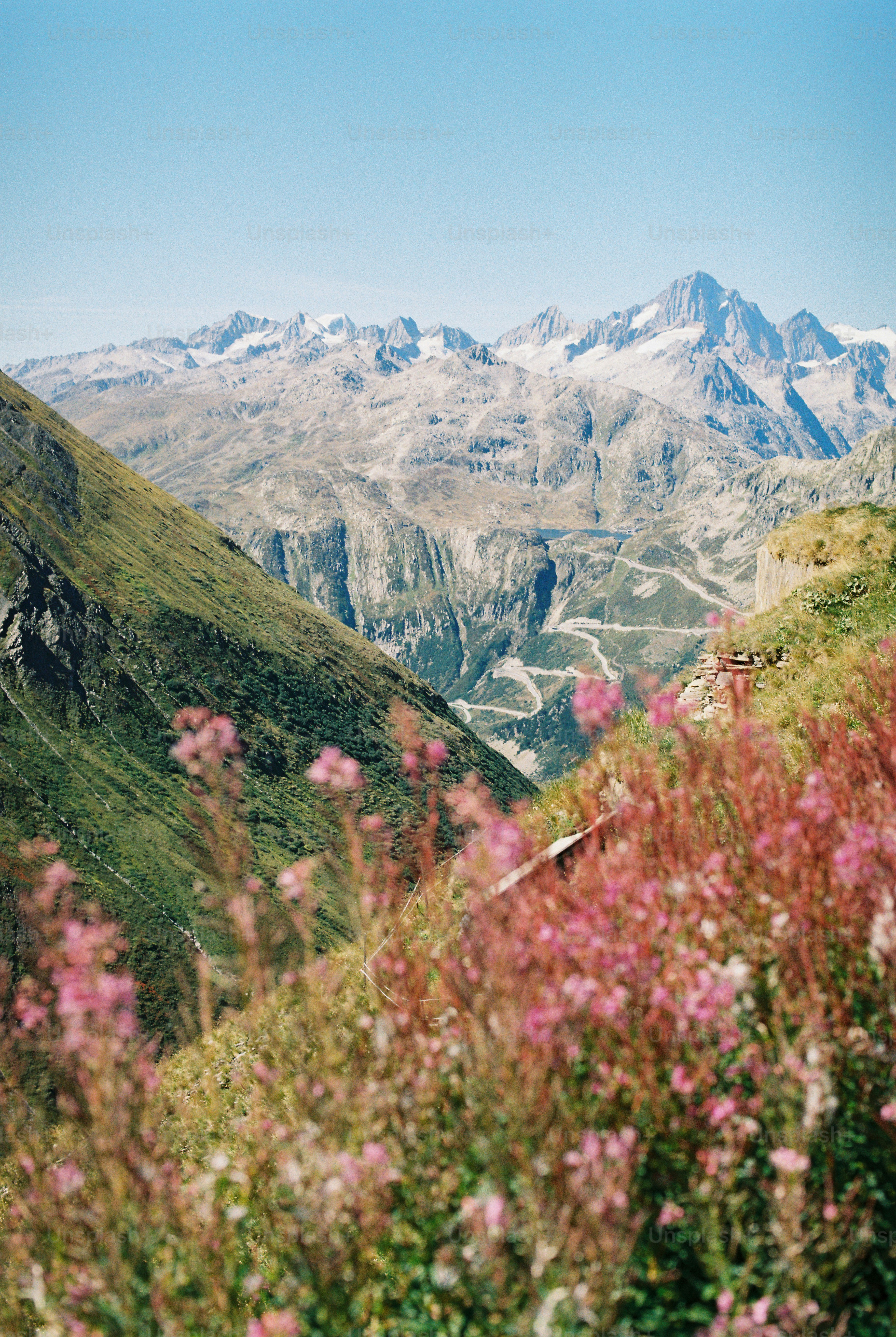 Pink wildflowers in the foreground overlooking a winding mountain road and snowy peaks