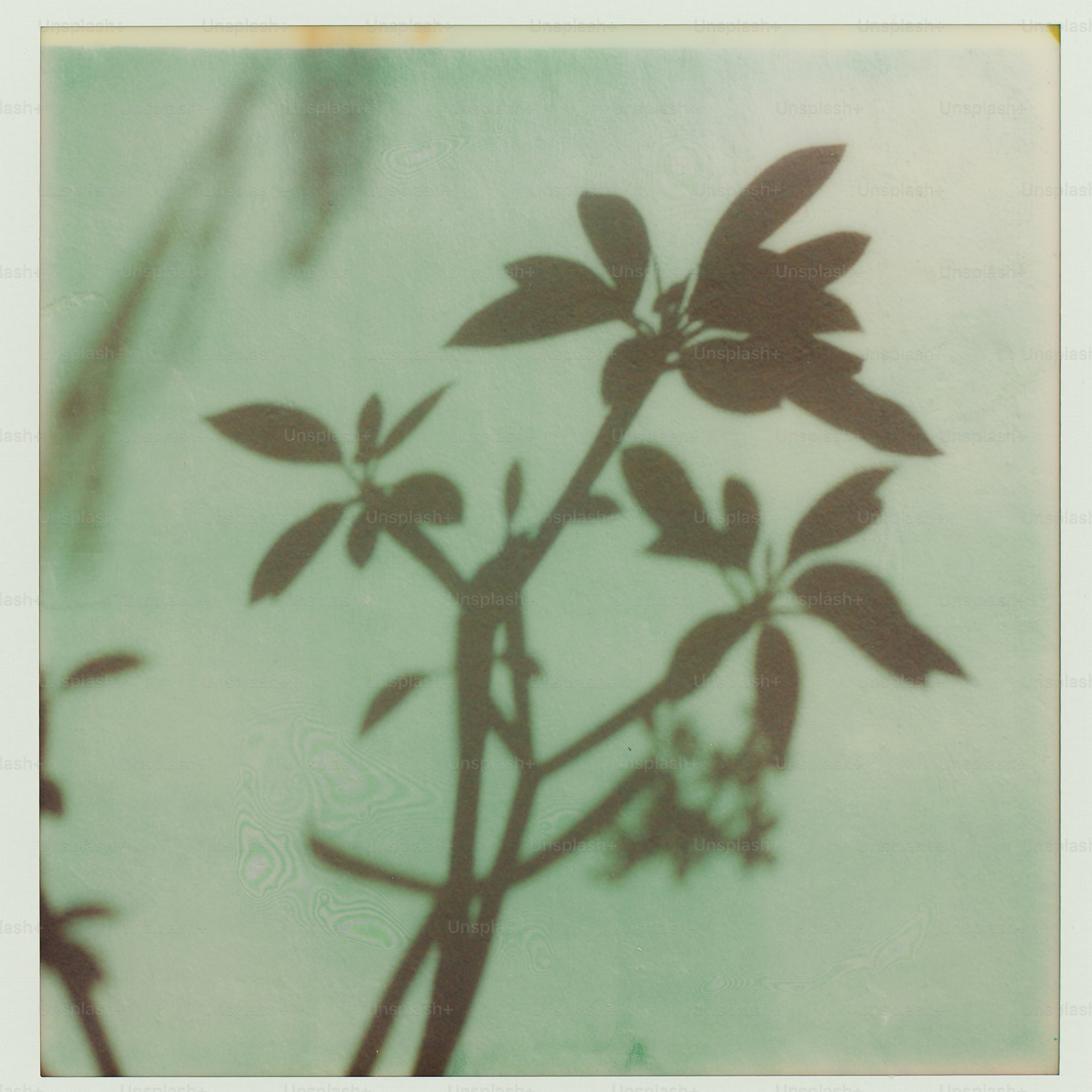 A dark silhouette of a leafy plant against a pale green background