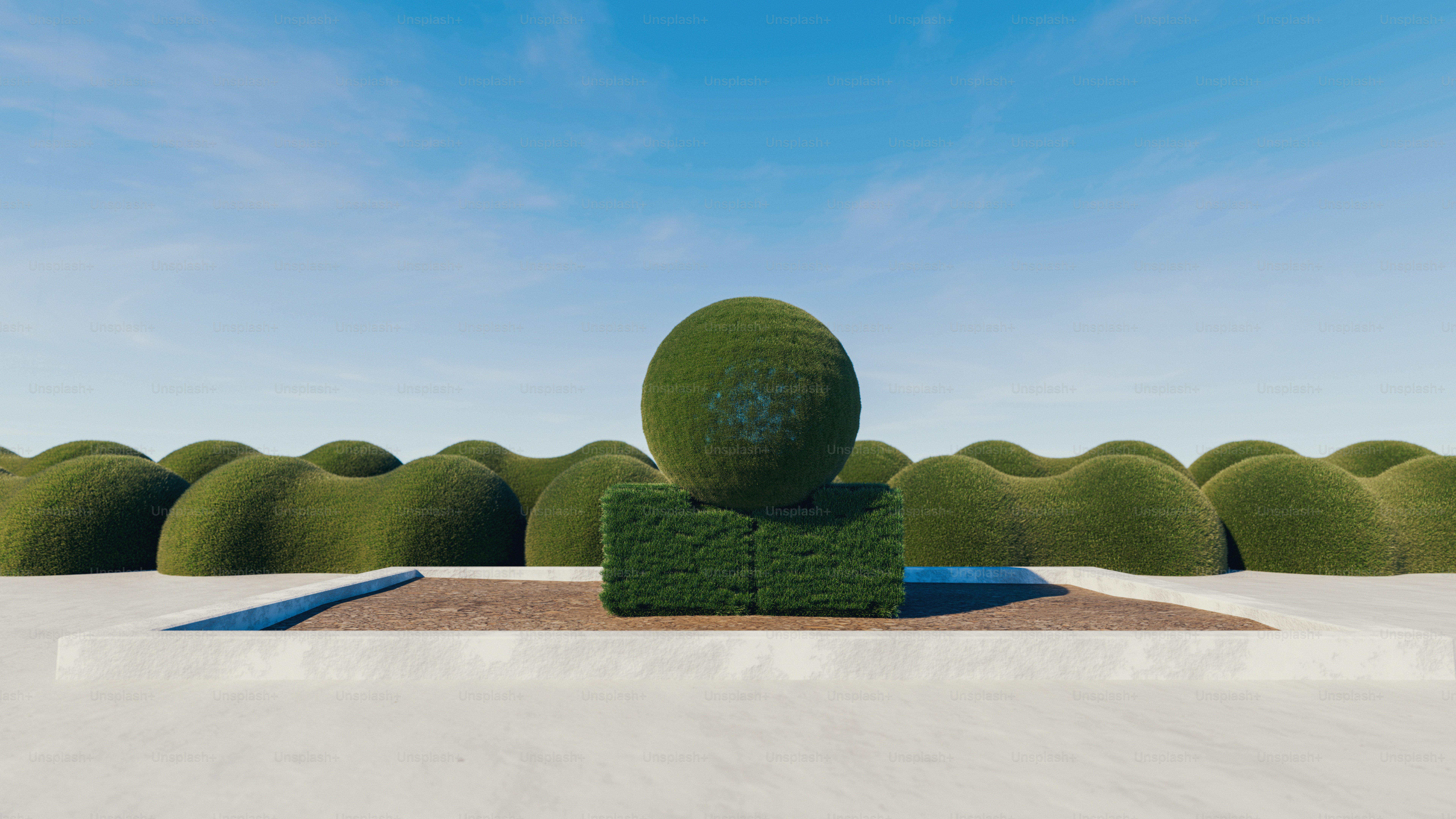 A spherical topiary on a rectangular hedge base in a garden