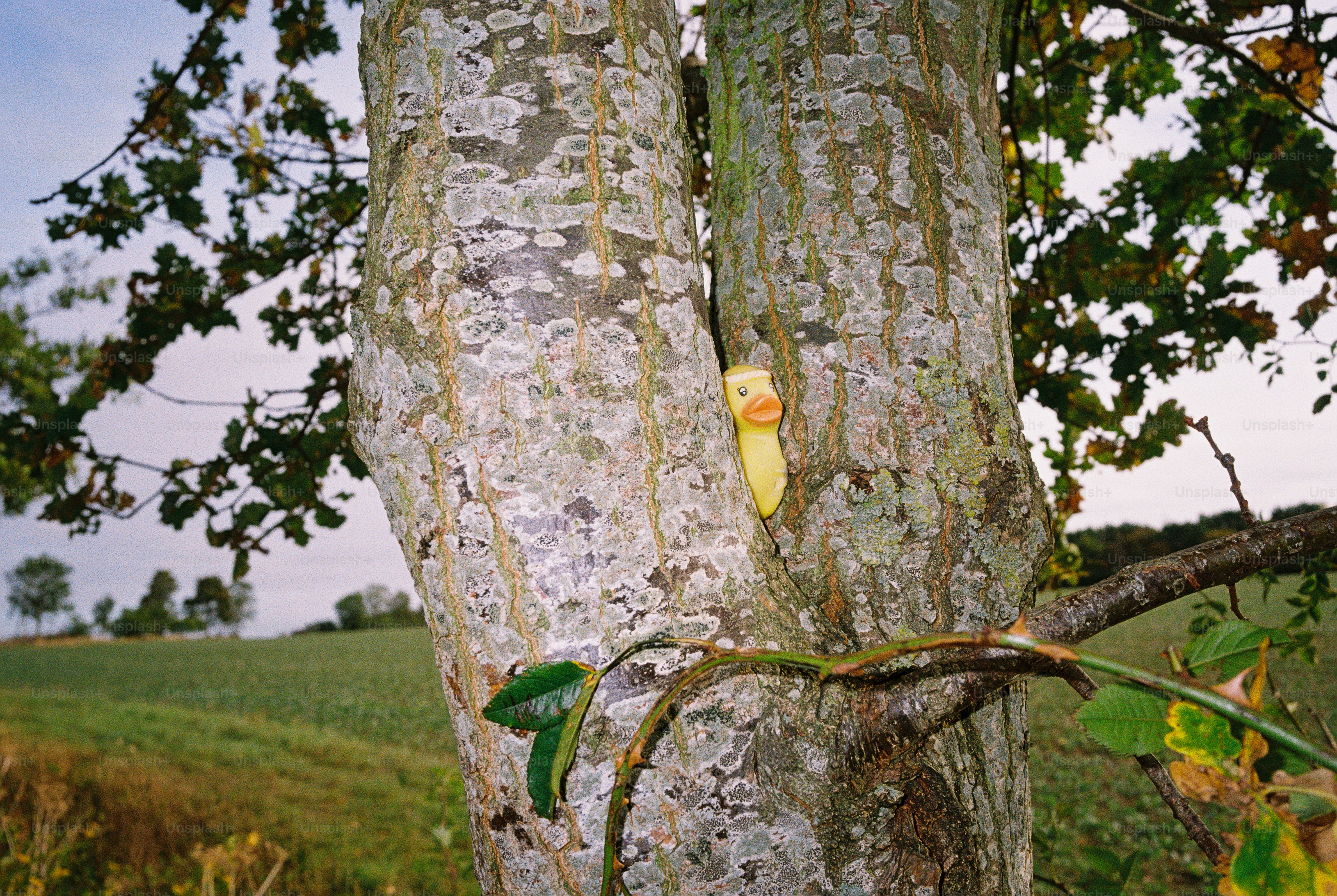 A yellow rubber duck in a white headband between two lichen-covered tree trunks