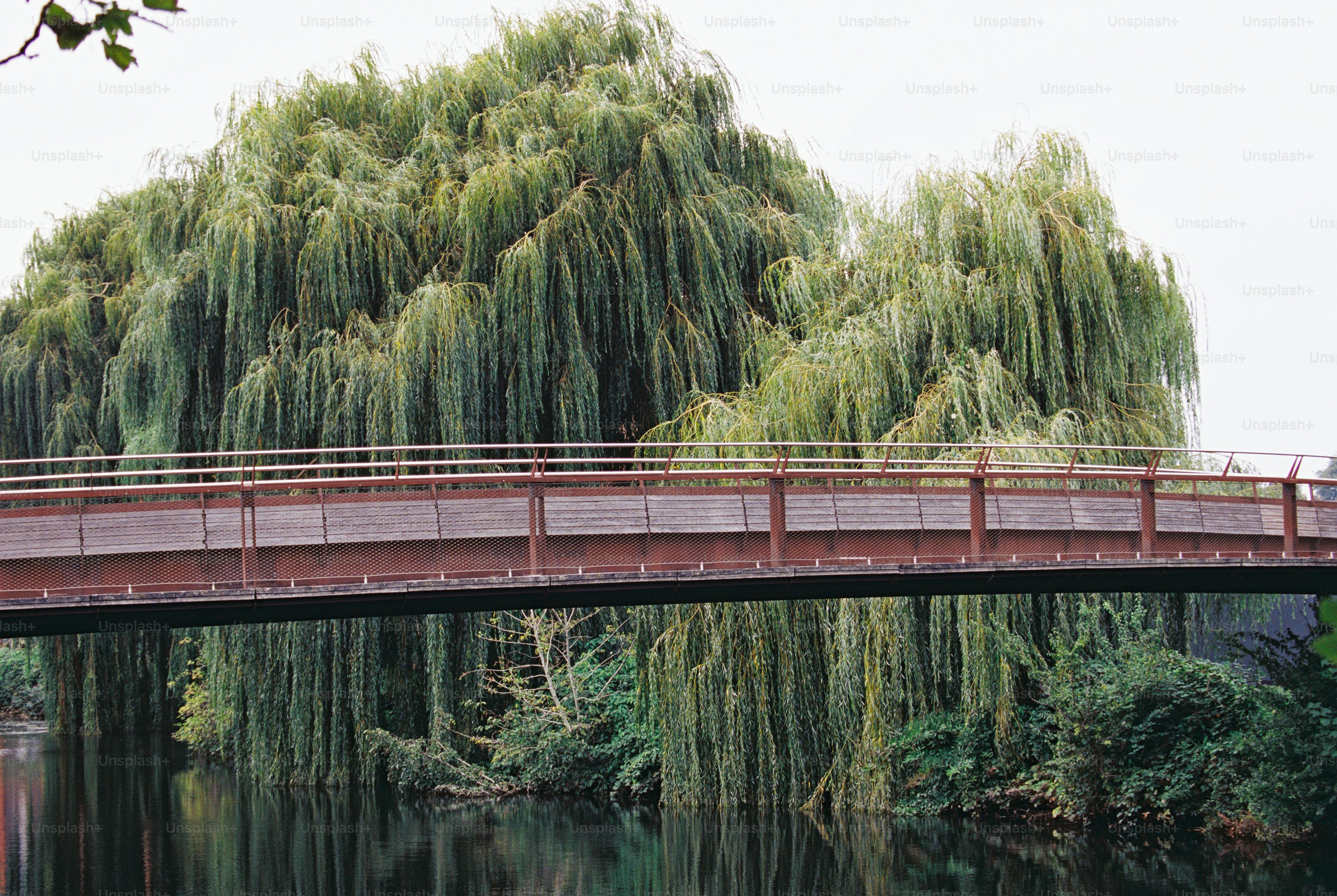 A curved footbridge over a river in front of large weeping willow trees