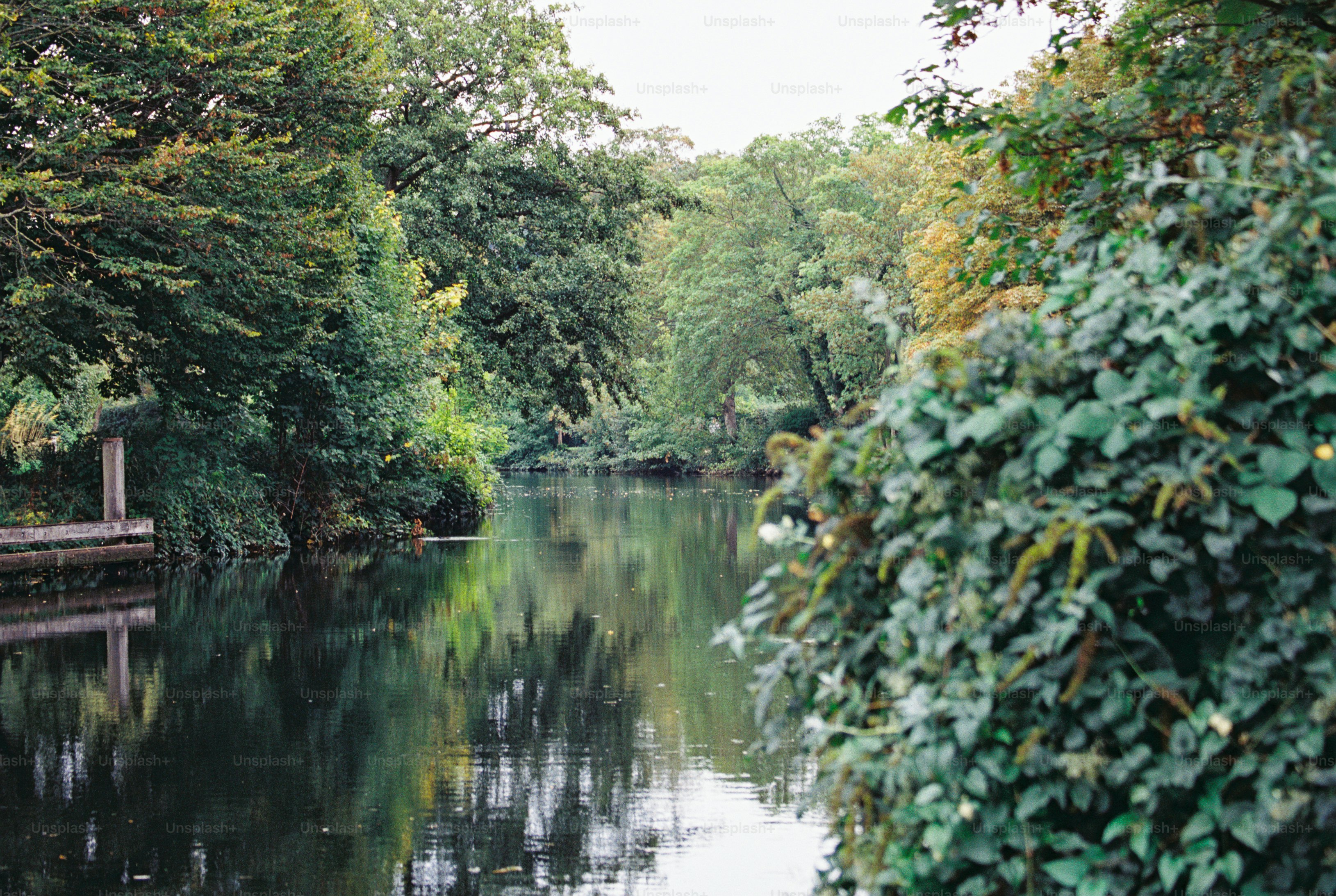 A calm river flowing between overhanging trees with a wooden jetty in Norwich