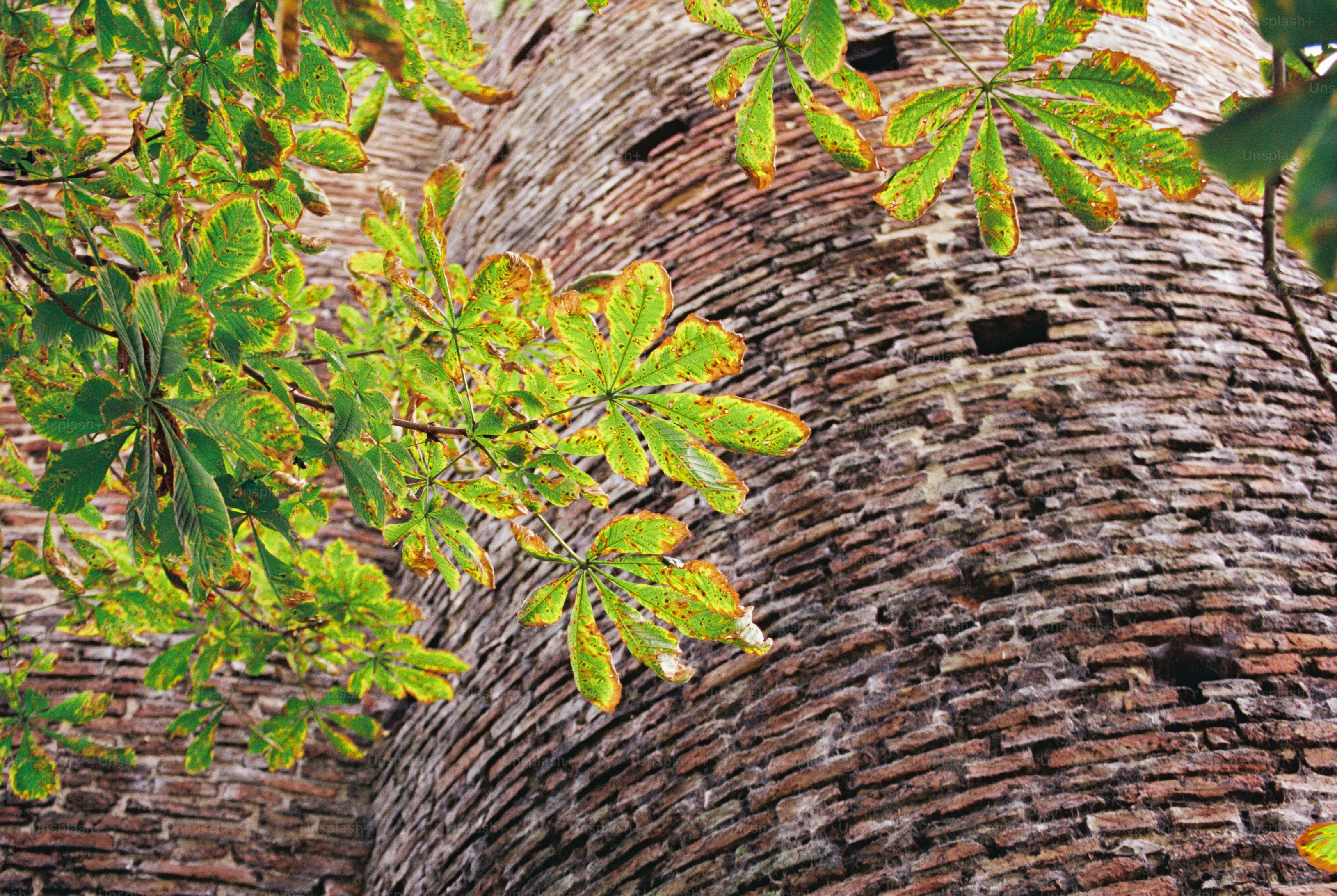 Spotted chestnut leaves in autumn colors against a curved old brick tower