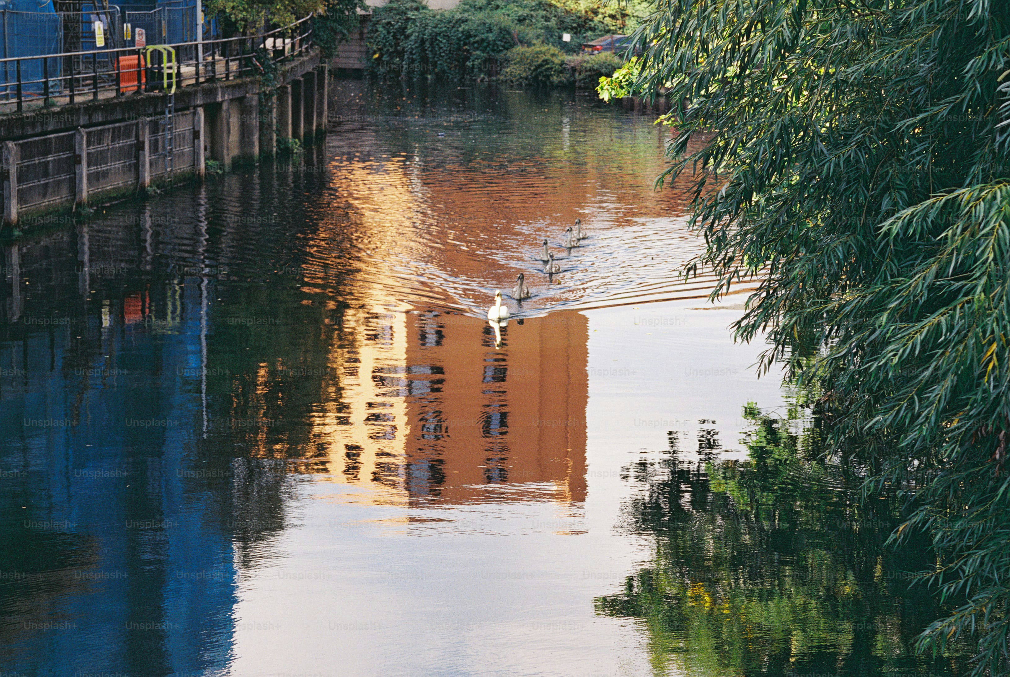 A swan and cygnets swimming in a canal reflecting a tall building