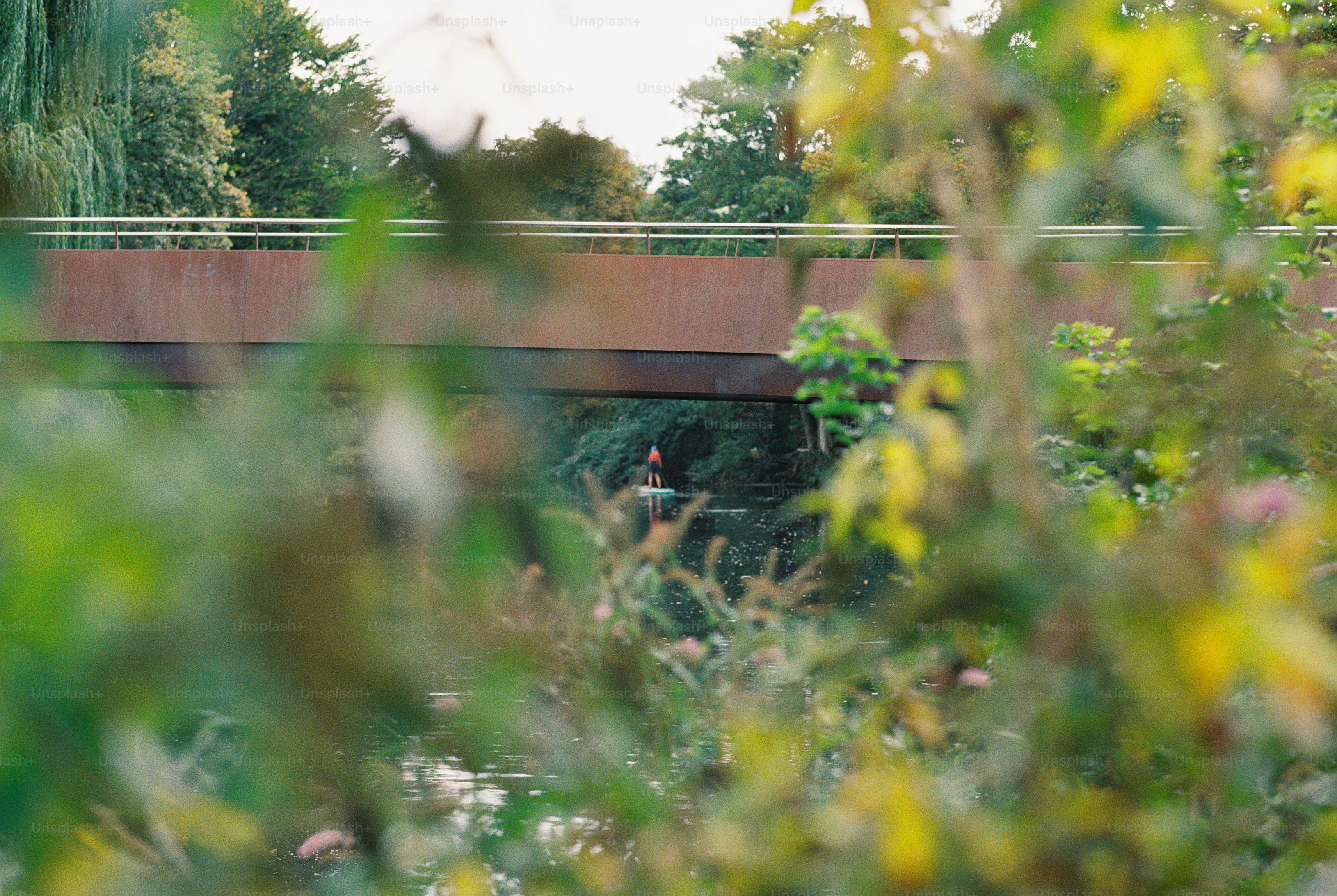 A person on a paddleboard under a metal bridge framed by blurred green foliage
