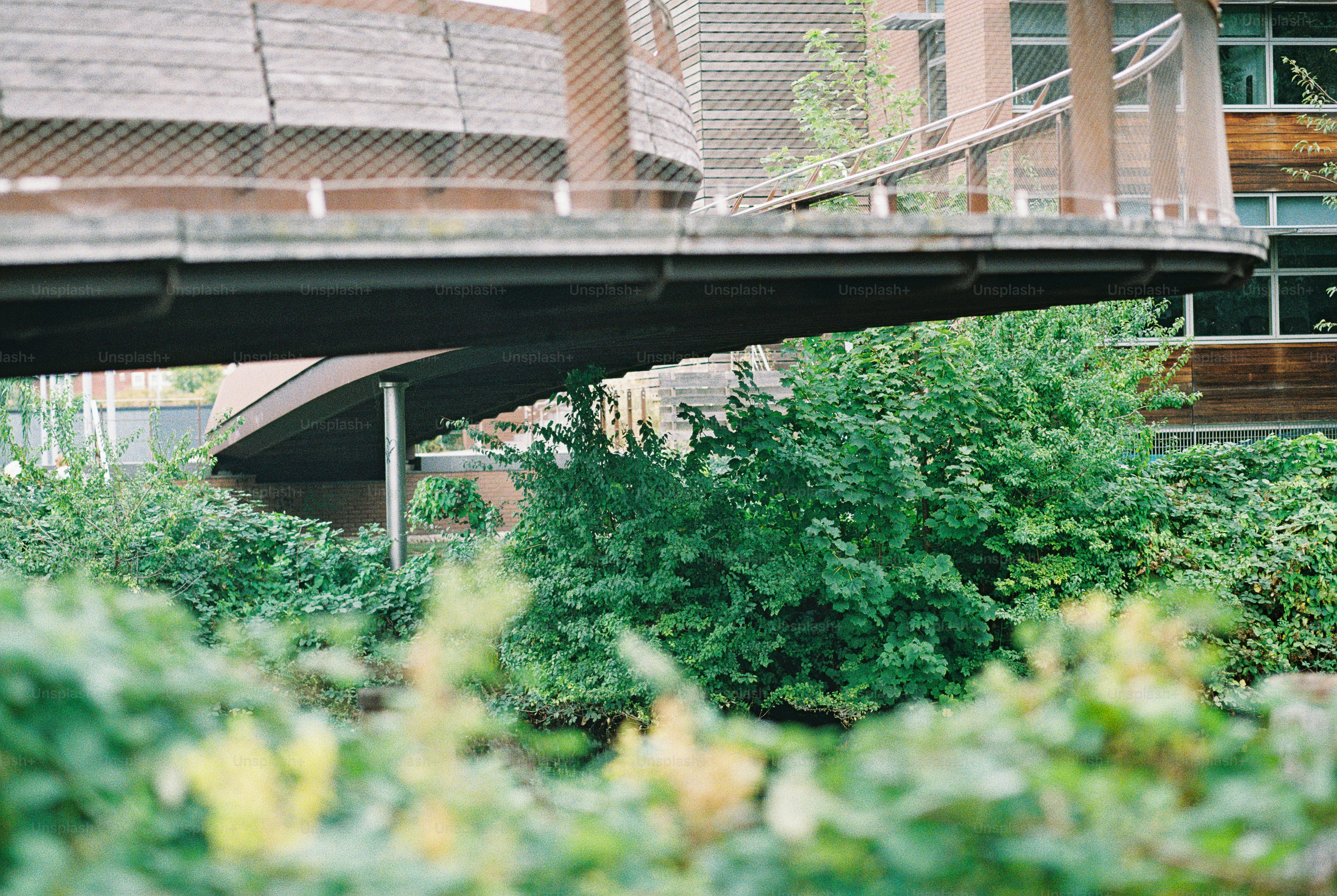 A curved wooden pedestrian bridge over lush green bushes and trees