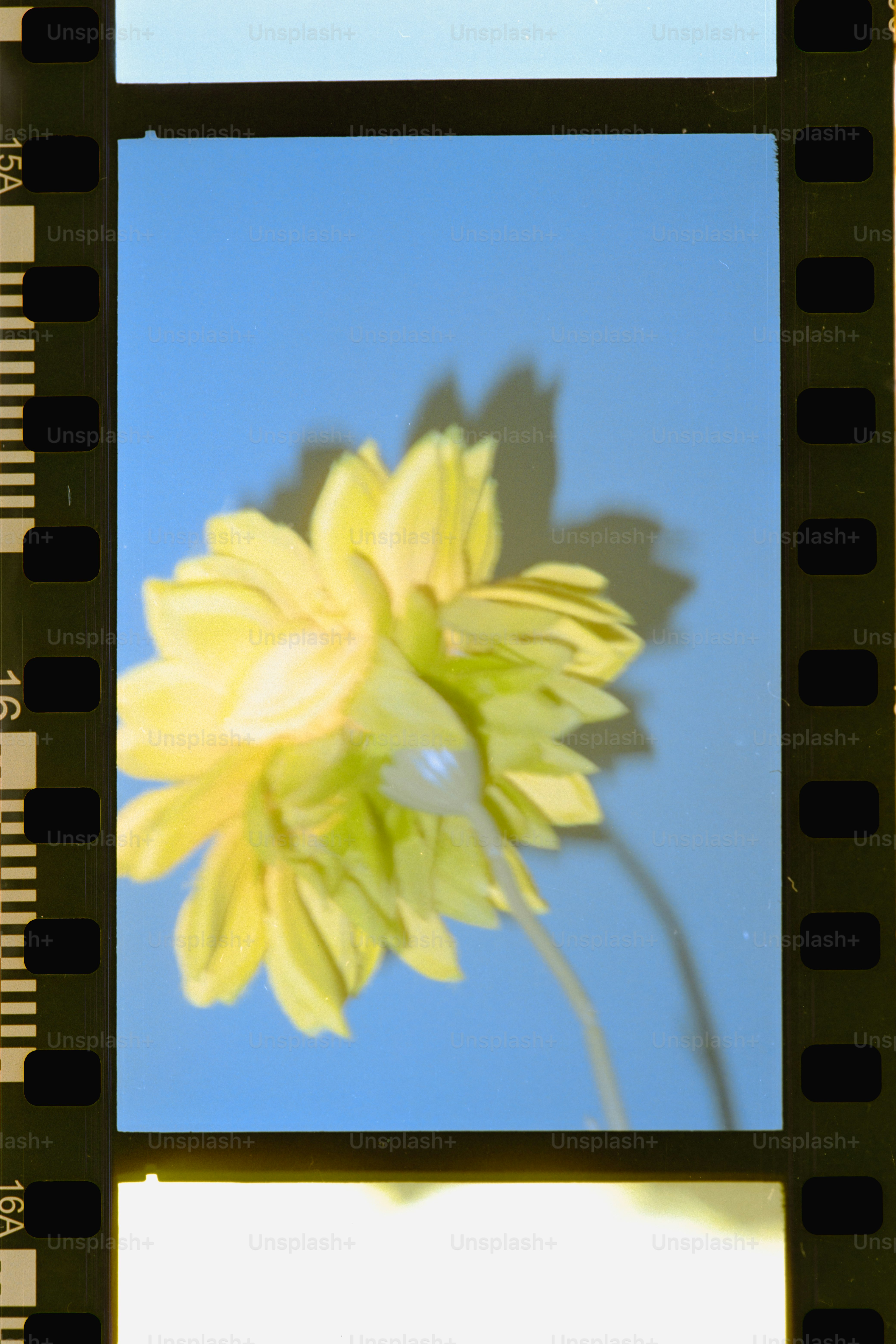 A yellow dahlia flower against a solid blue background with a soft shadow
