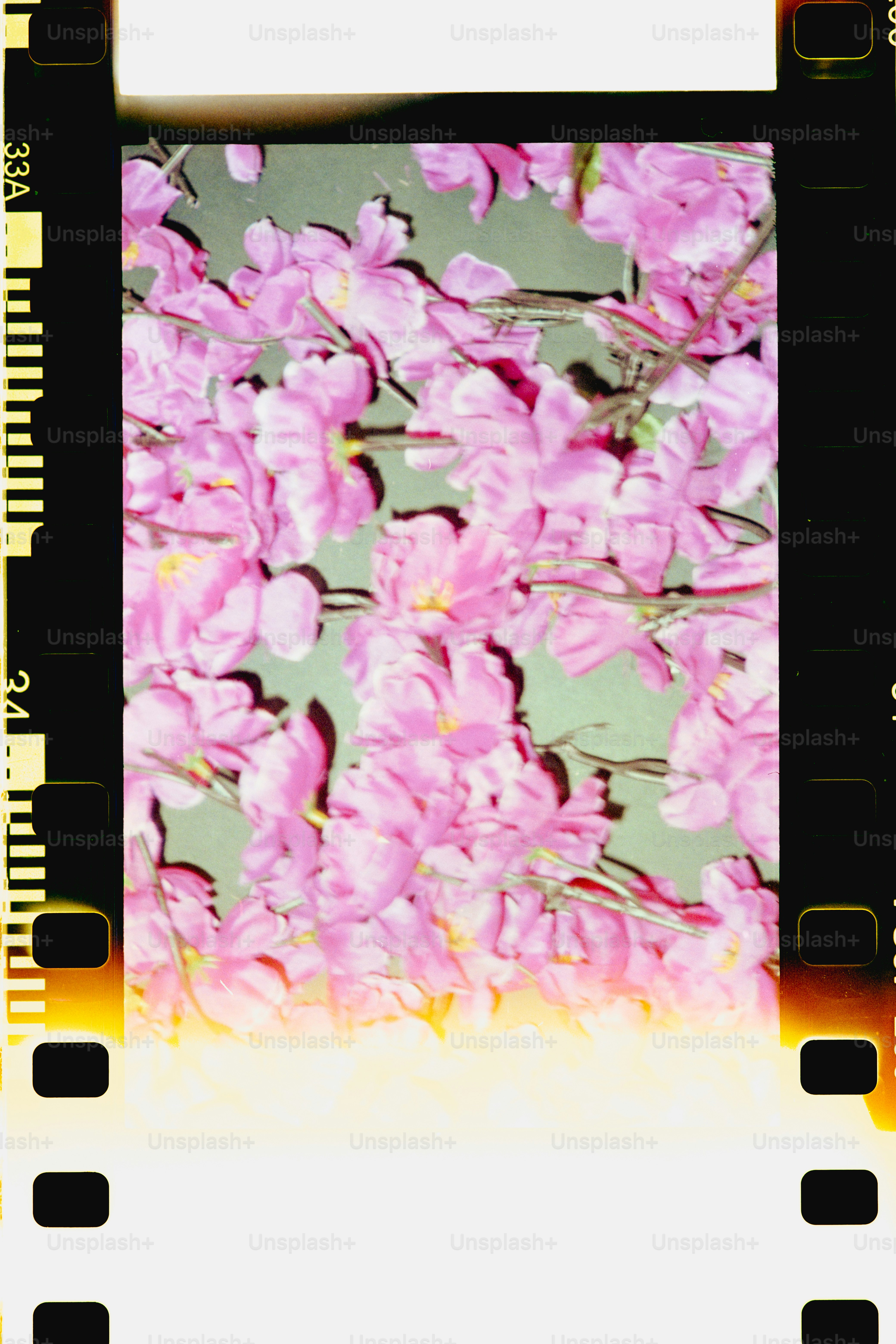 Pink flowers on a green background framed by 35mm film sprocket holes