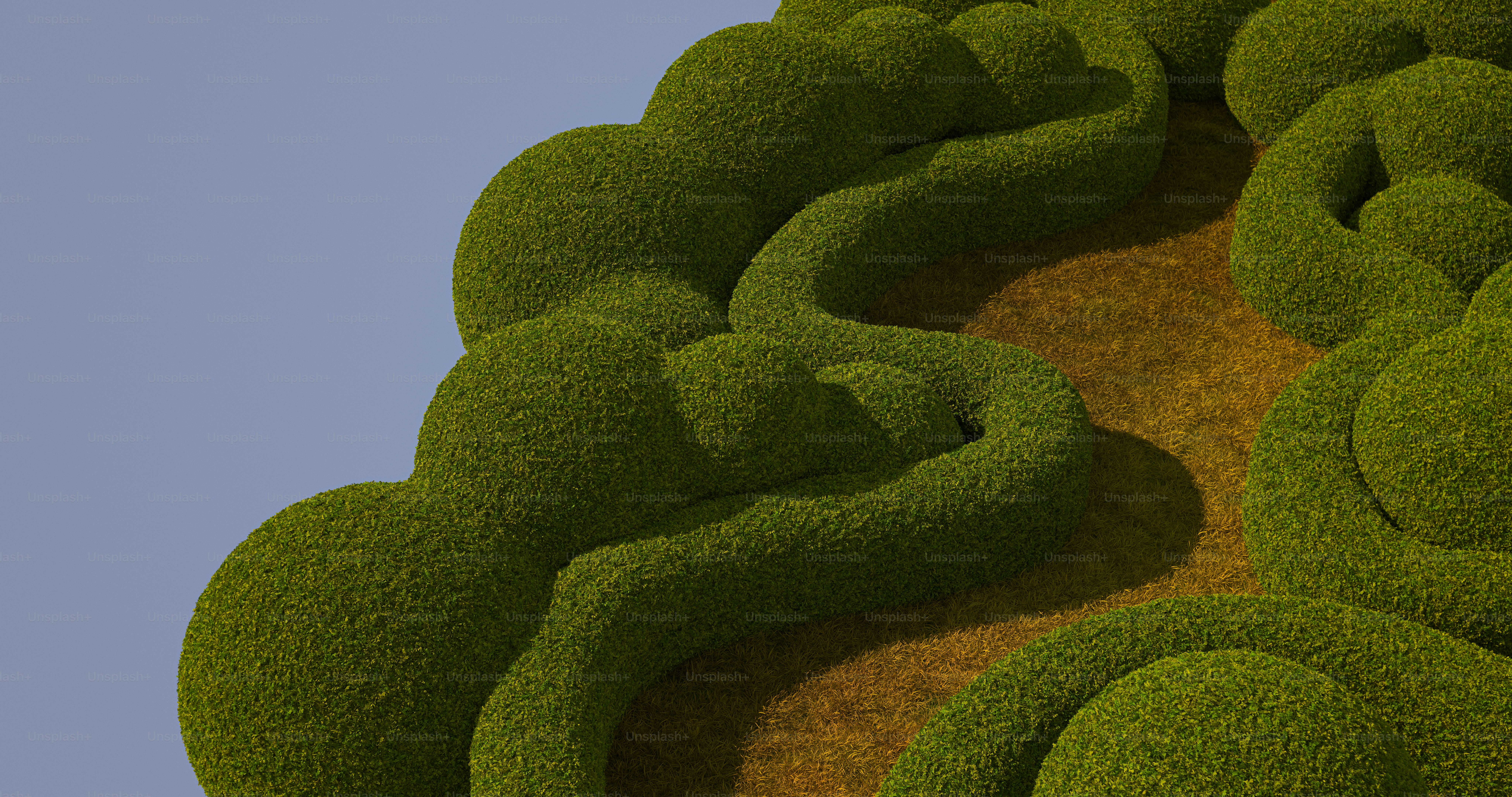 Curved green topiary hedges bordering a patch of dry golden grass