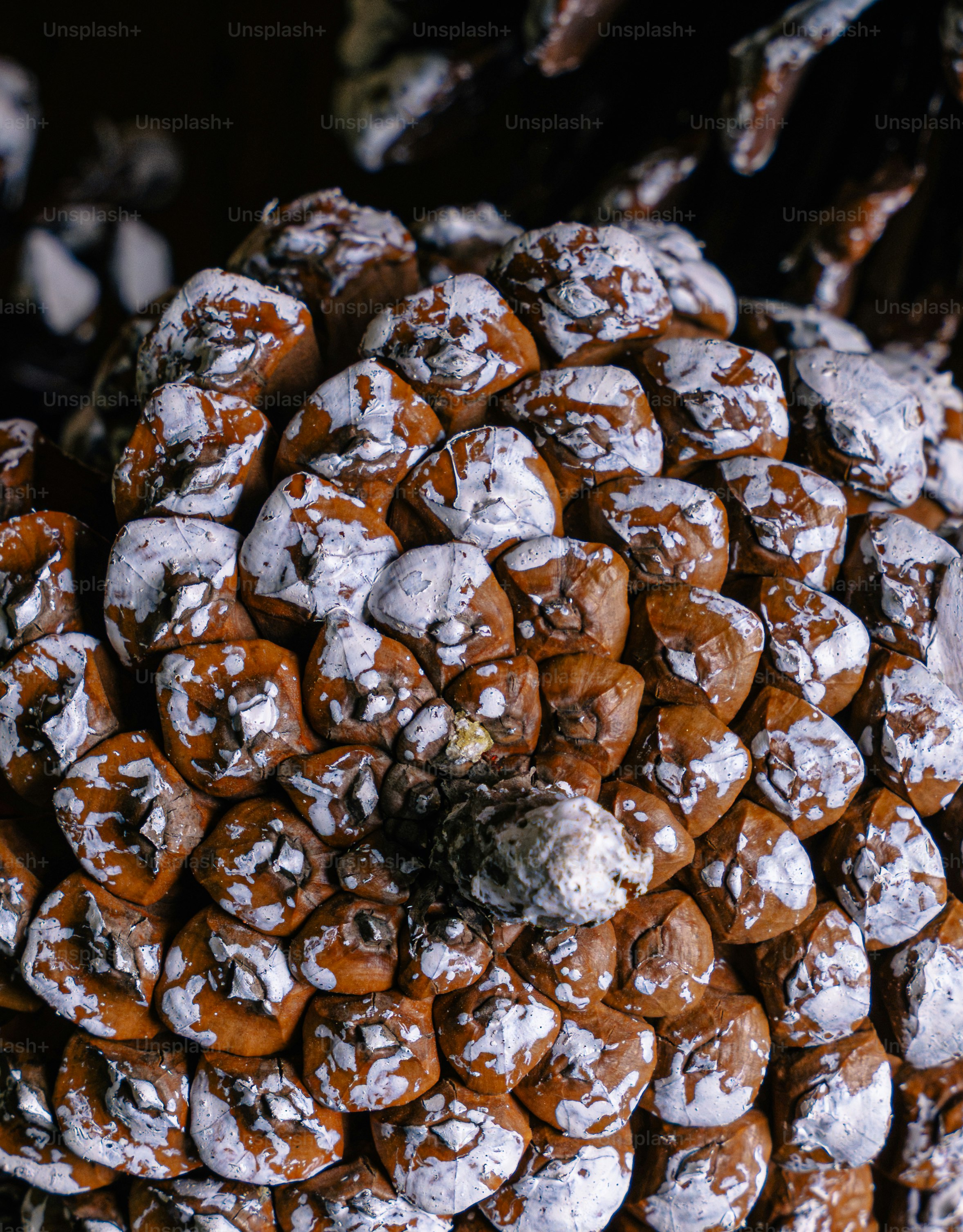 A brown pinecone with white paint on the edges of its scales