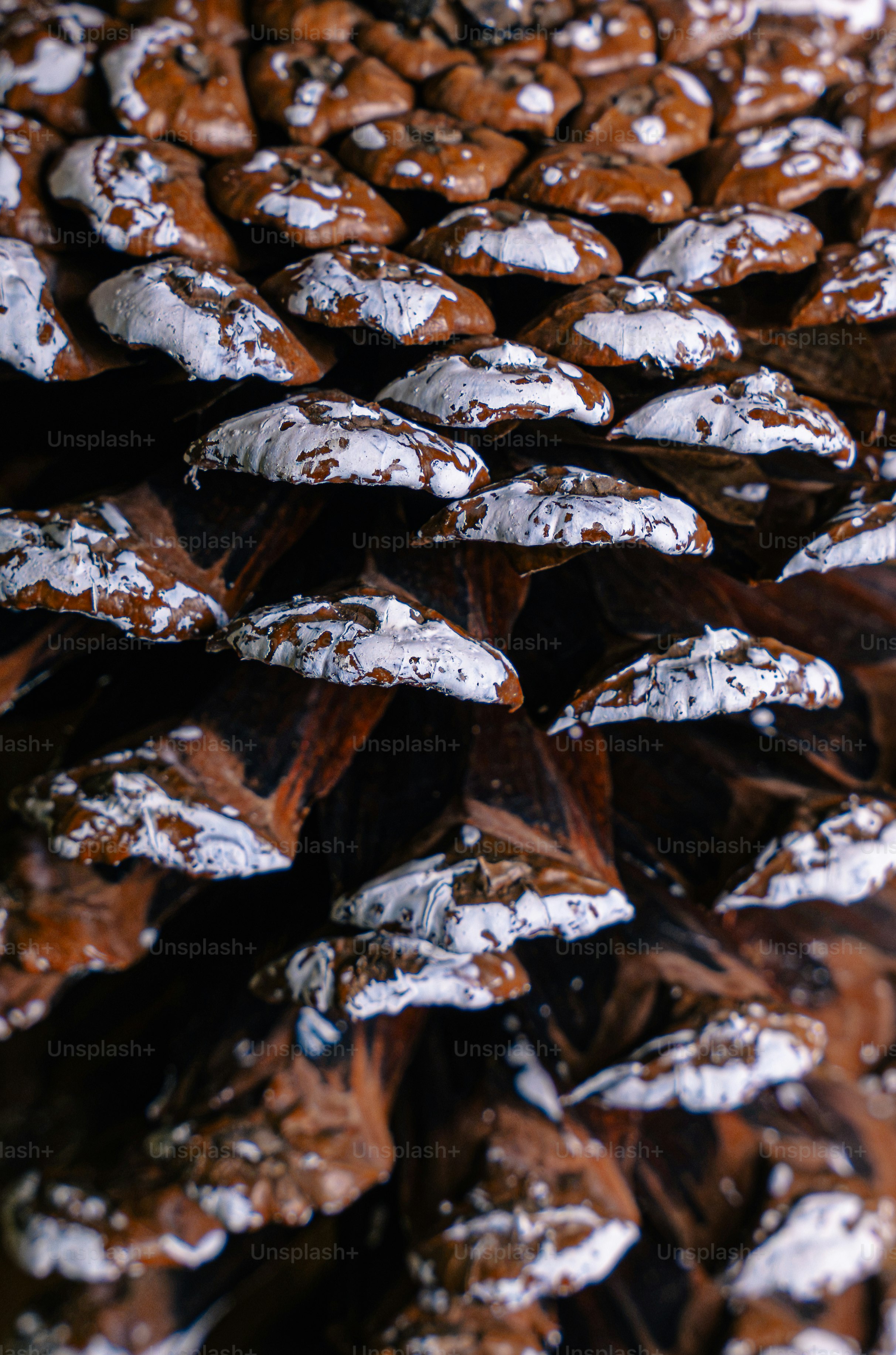 A close-up of a brown pinecone with white paint on the scale tips