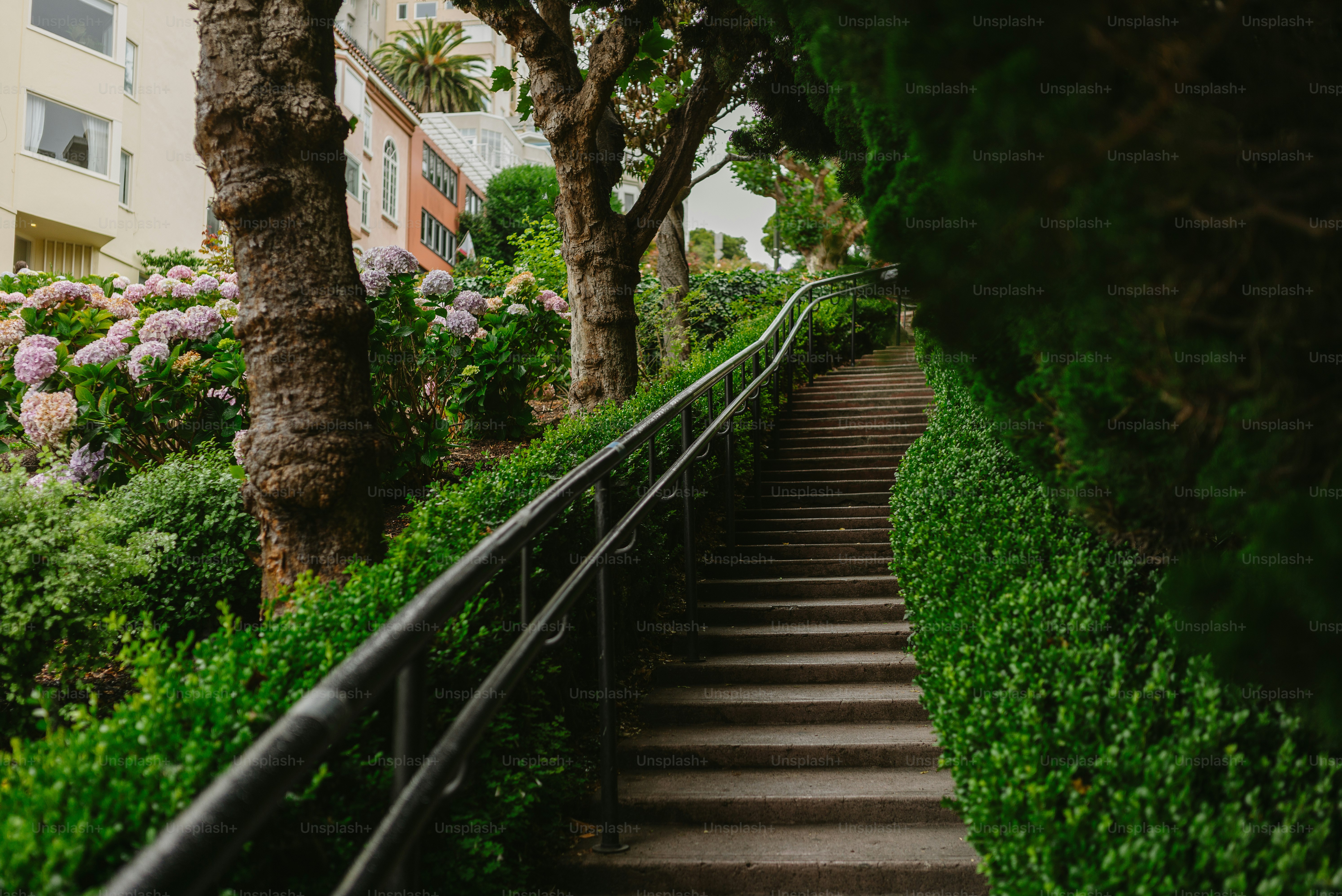 Concrete stairs with green hedges - Photo on Unsplash+