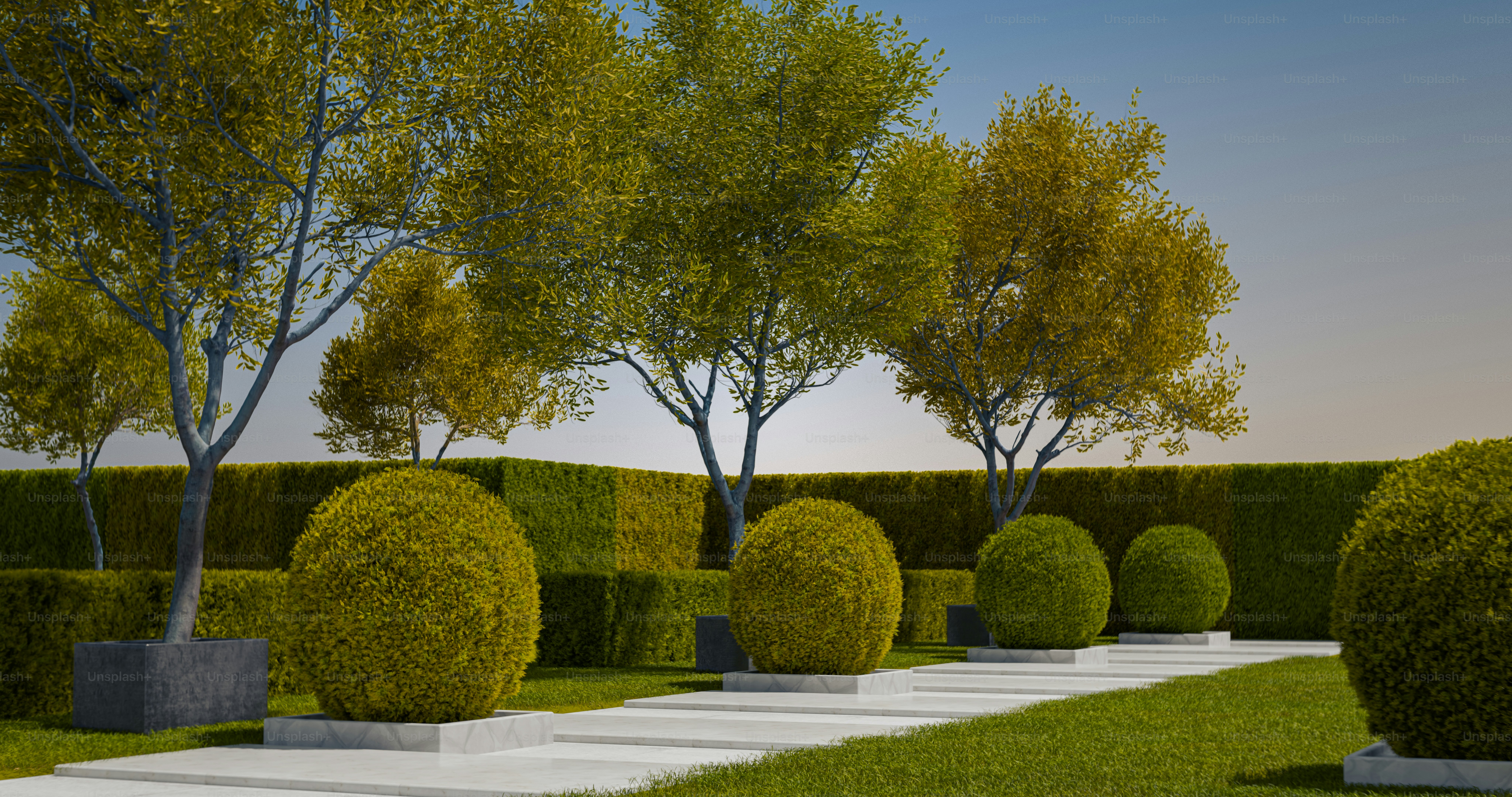 Topiary shrubs in square planters along a white stone path in a garden