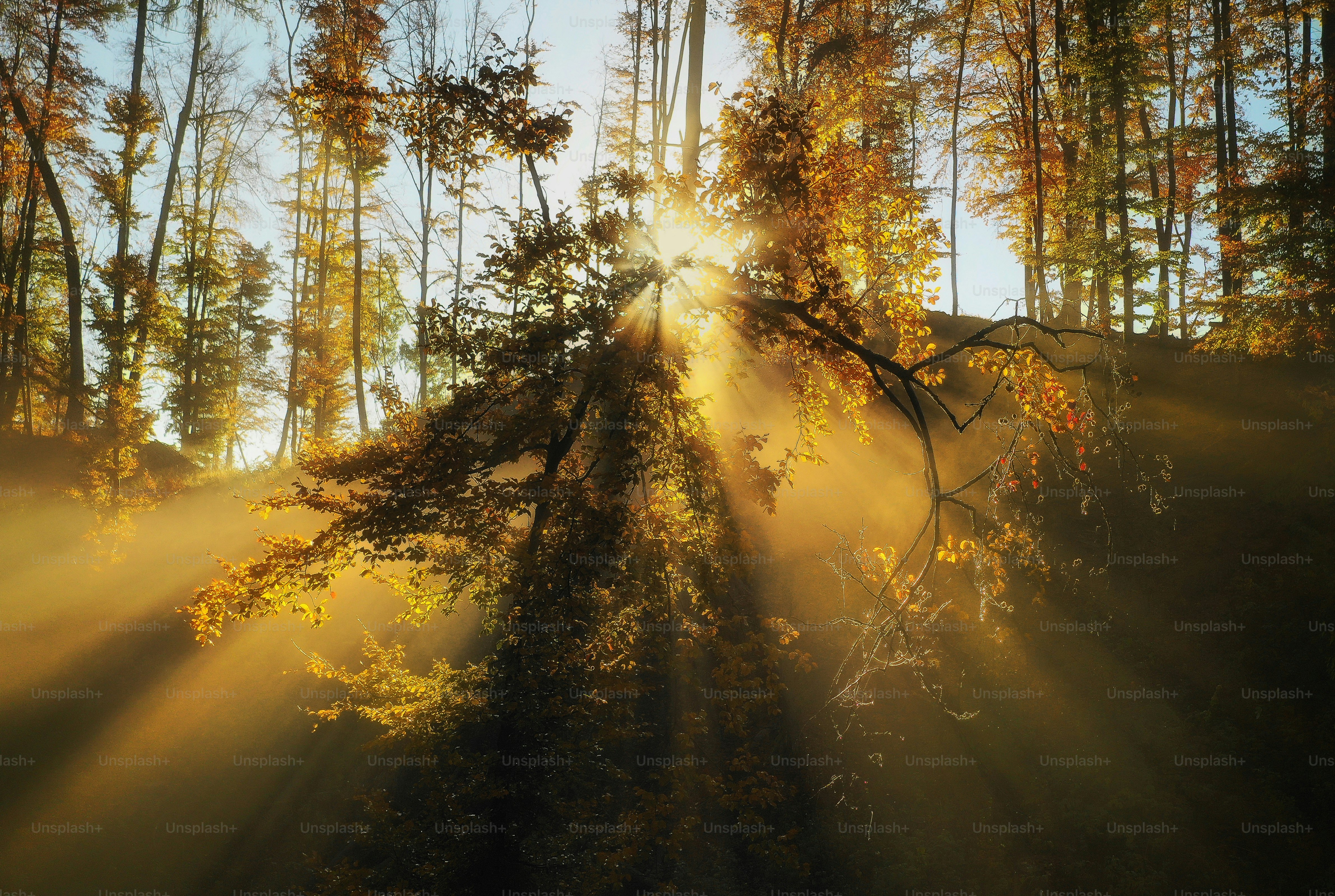 Golden light rays streaming through autumn trees in a misty forest