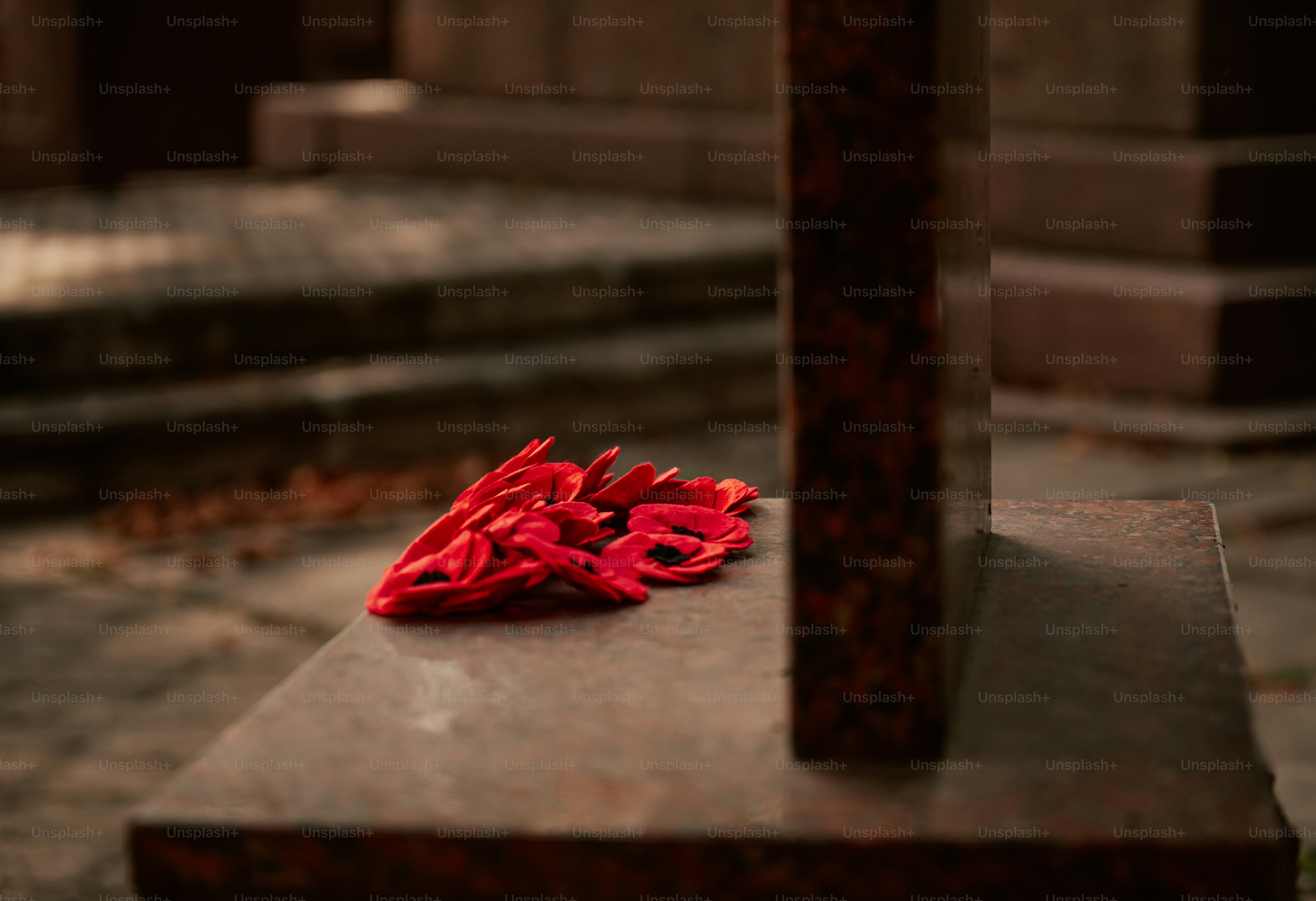 Red poppy flowers on stone monument - Photo on Unsplash+
