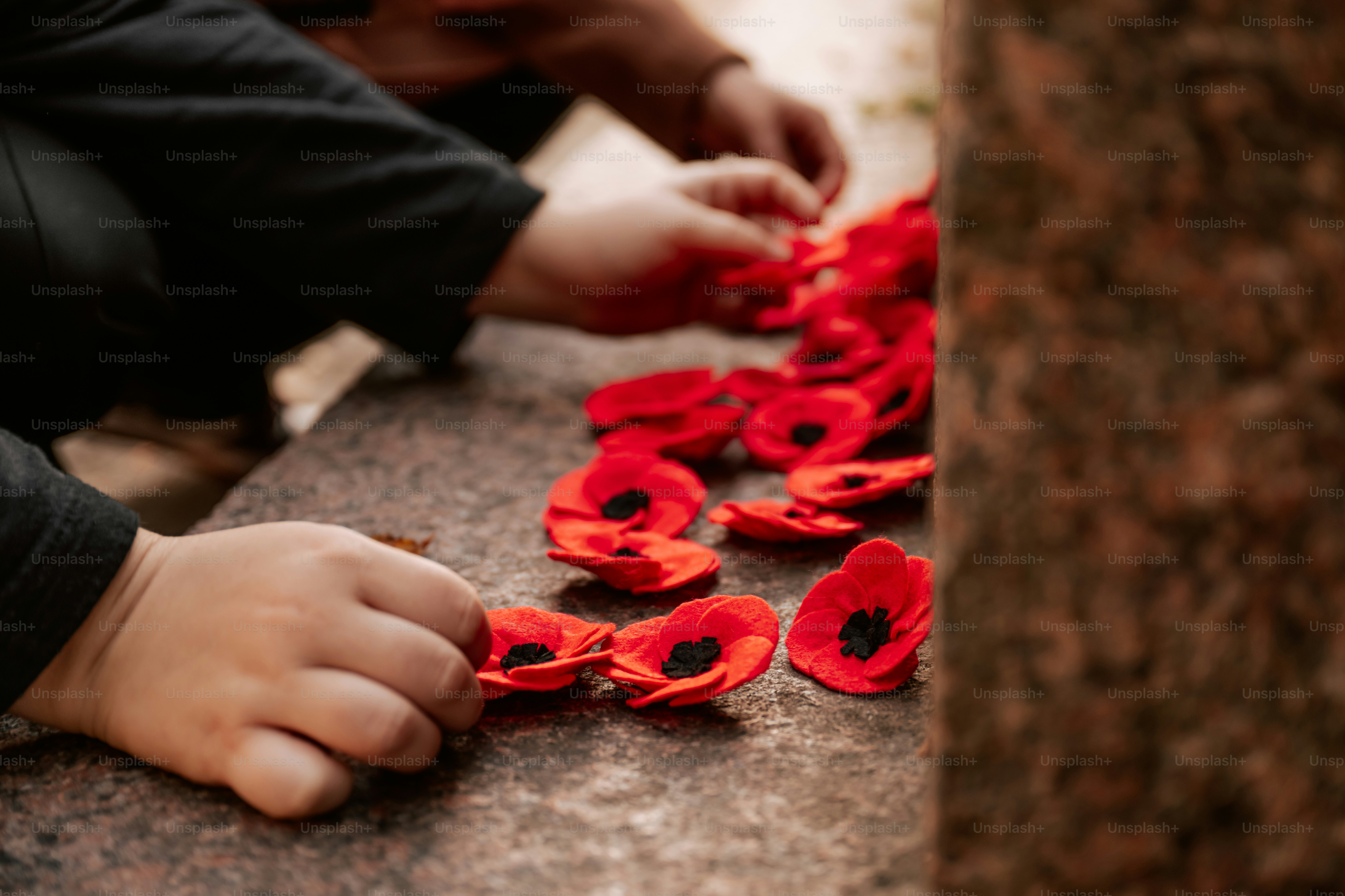 Hands placing red poppy flowers - Photo on Unsplash+