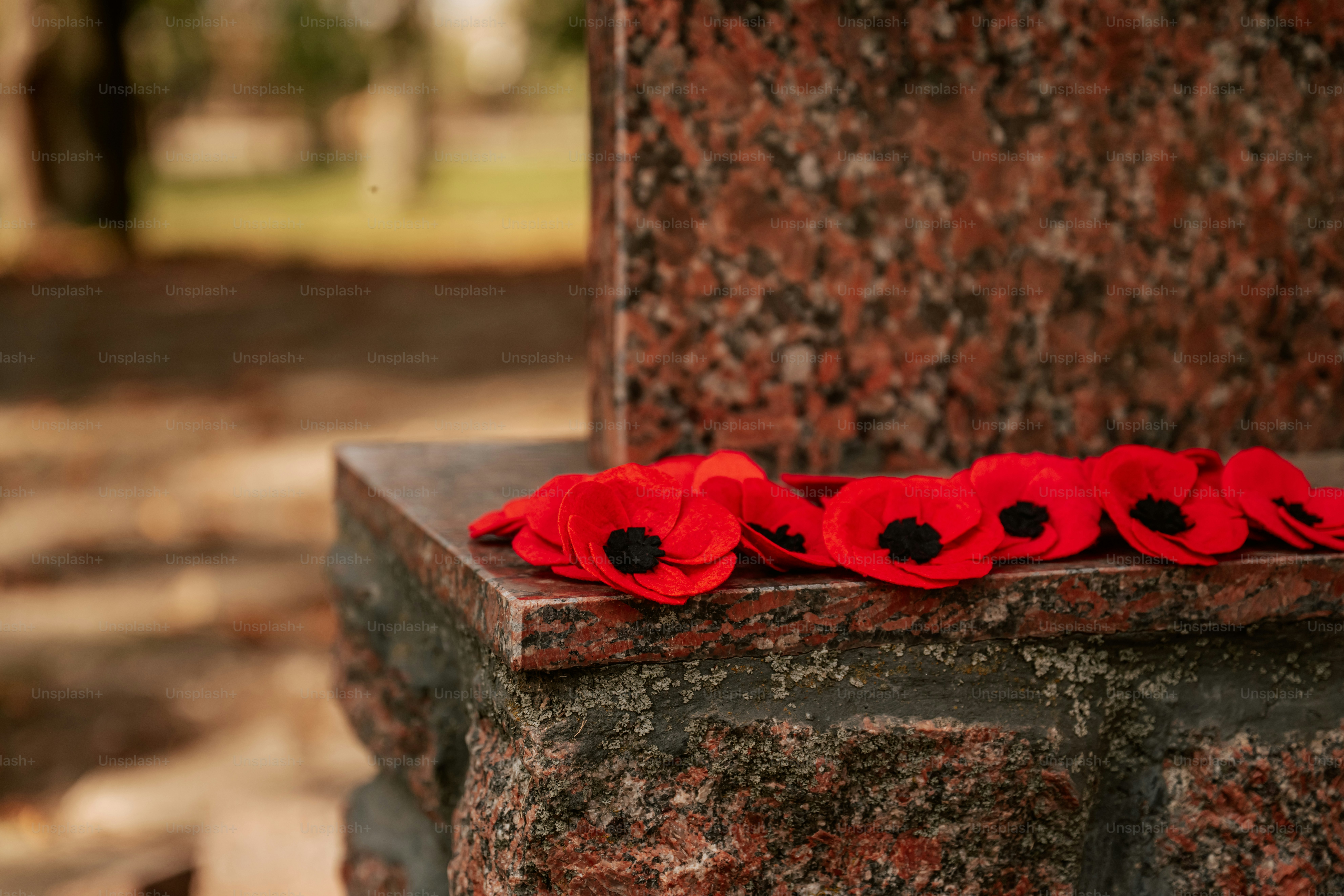 Red poppy flowers on stone monument - Photo on Unsplash+