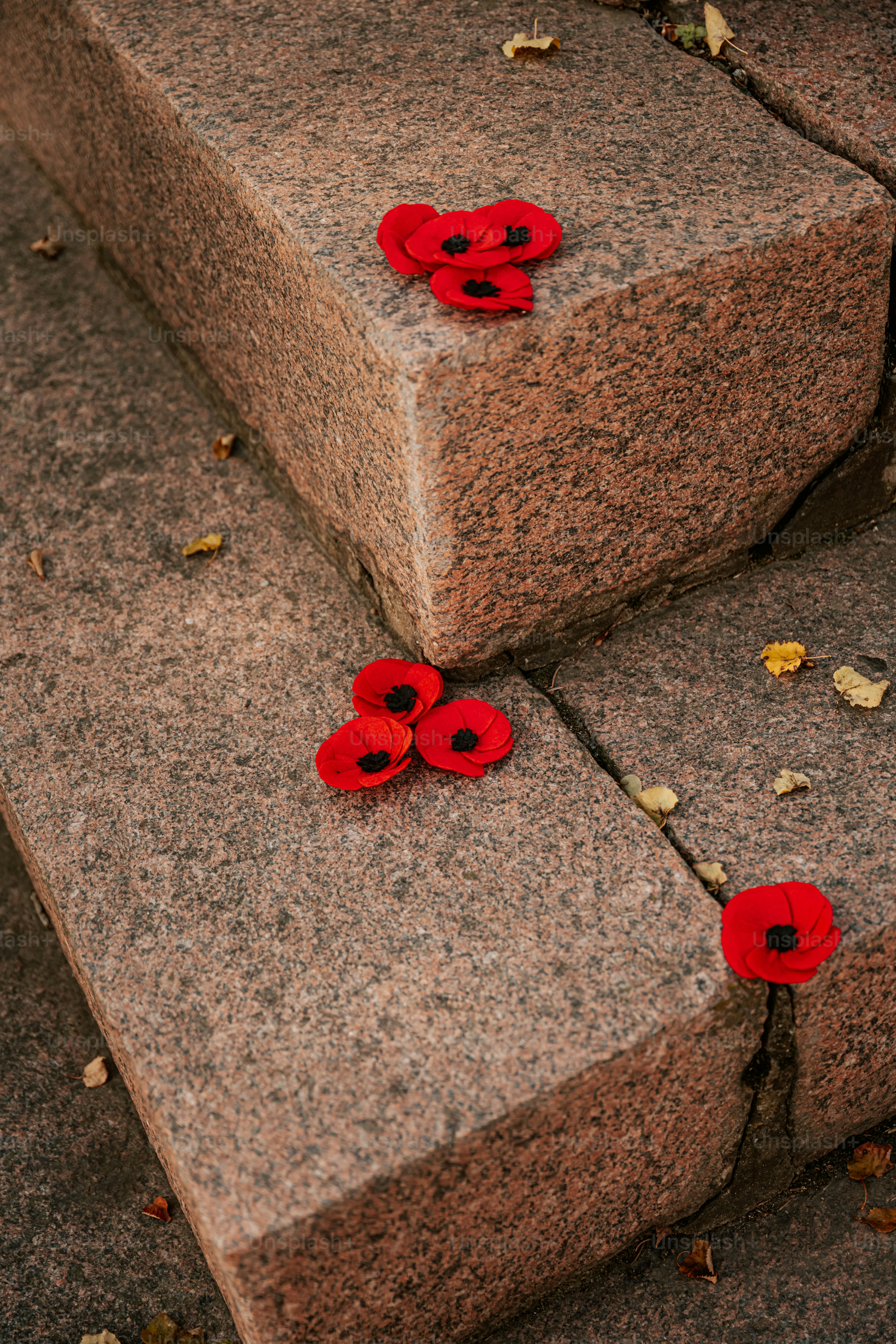 Hands placing red poppy flowers - Photo on Unsplash+