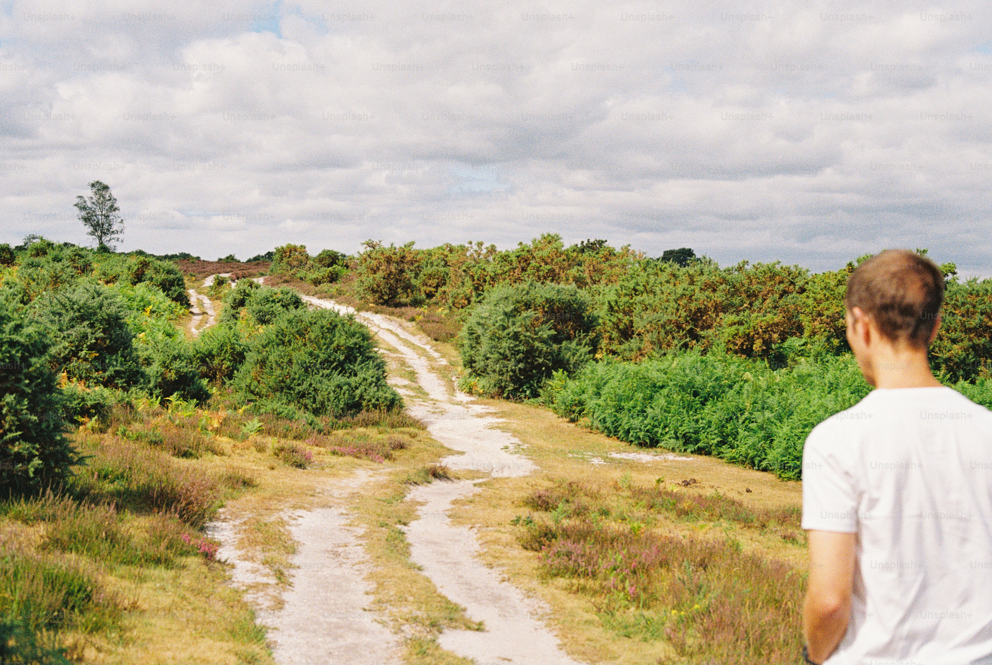 A person in a white t-shirt looking at a dirt path through heathland