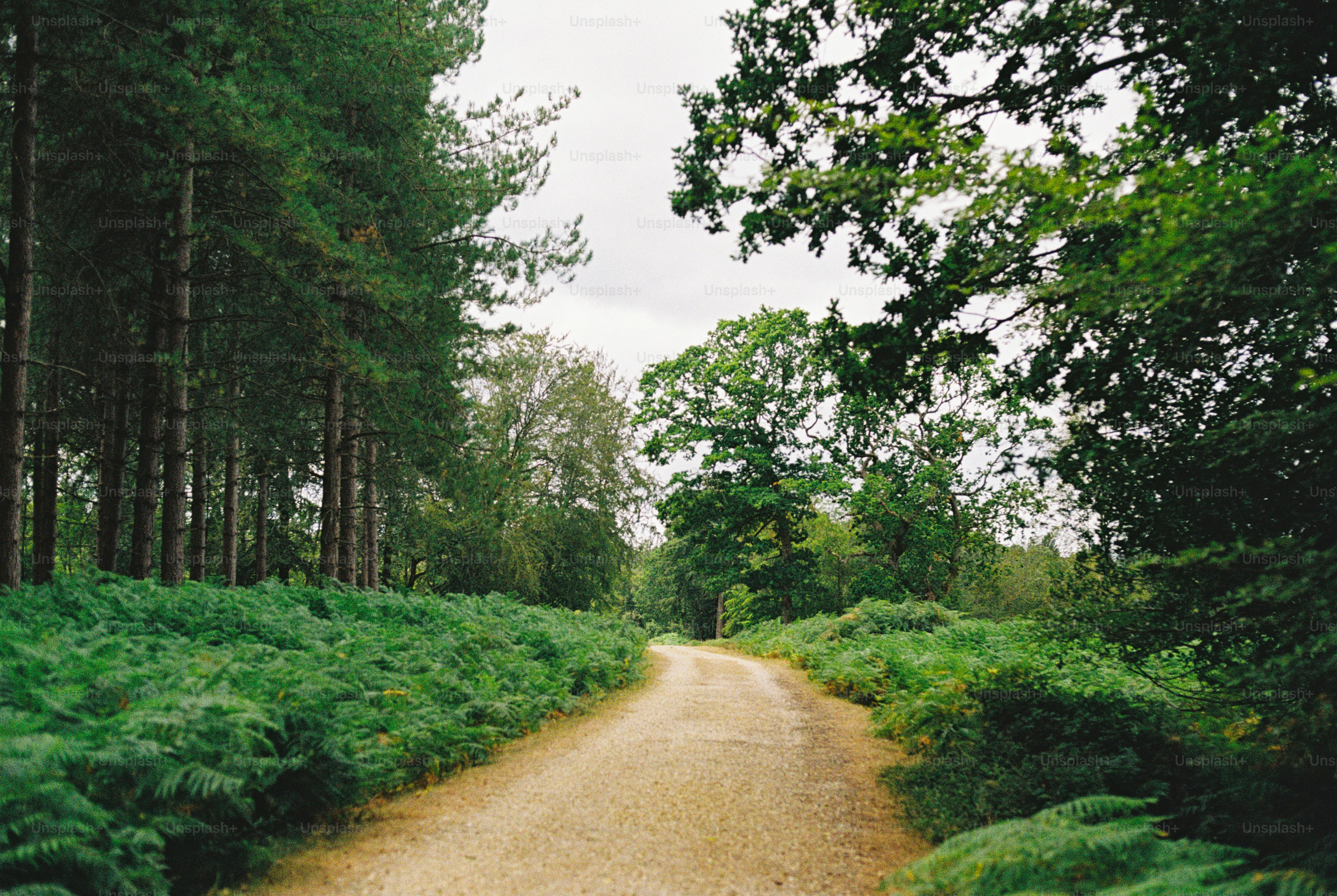 A gravel path winding through a dense forest with lush green ferns