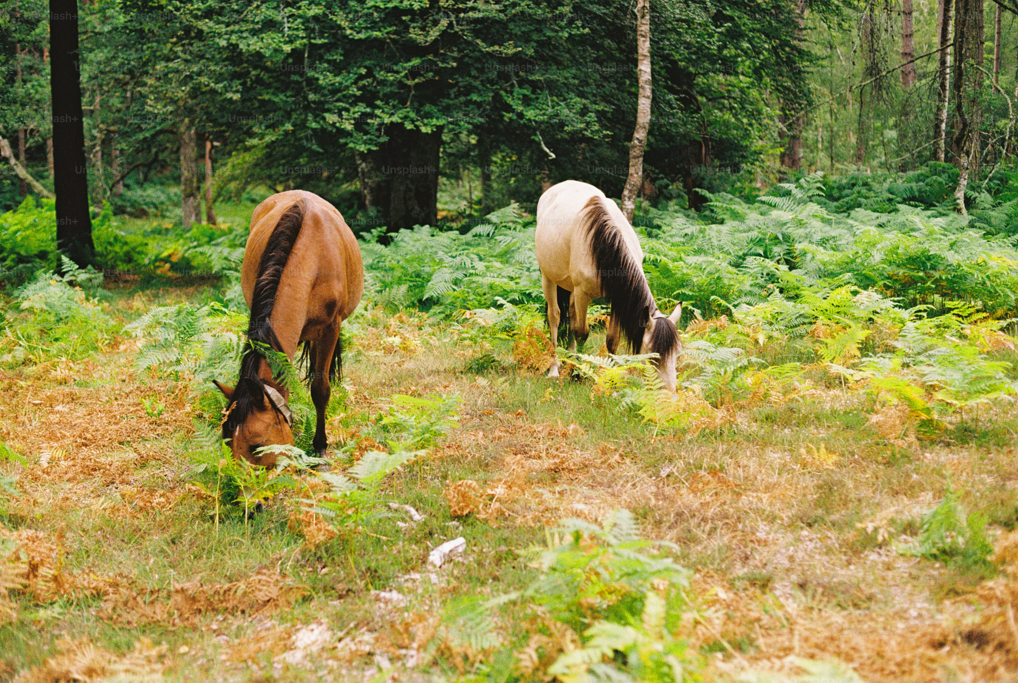 A brown horse and a cream horse grazing in a fern-filled forest