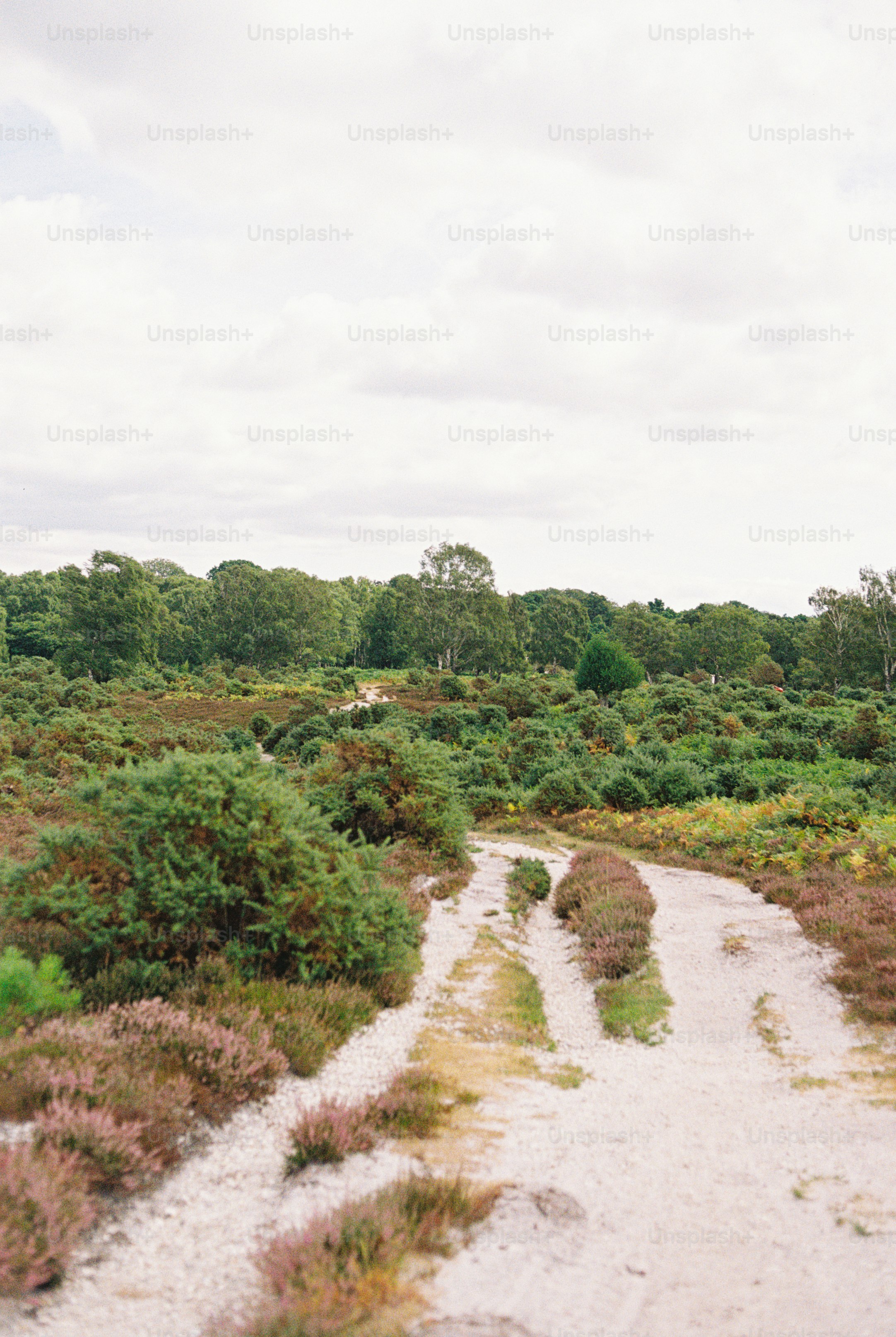 A sandy path winding through green heathland with purple heather and distant trees