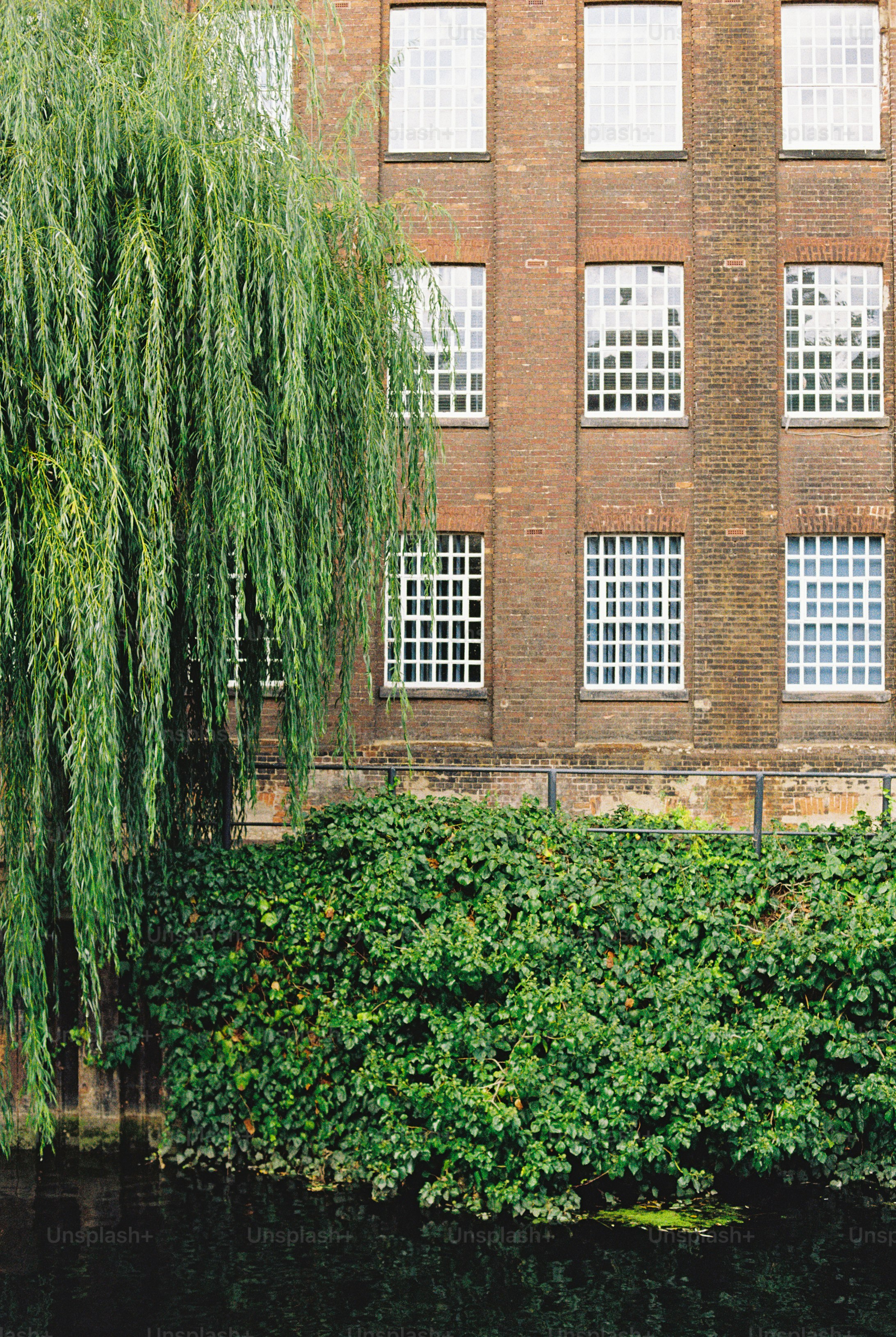 A weeping willow tree beside a brick building with grid windows and ivy