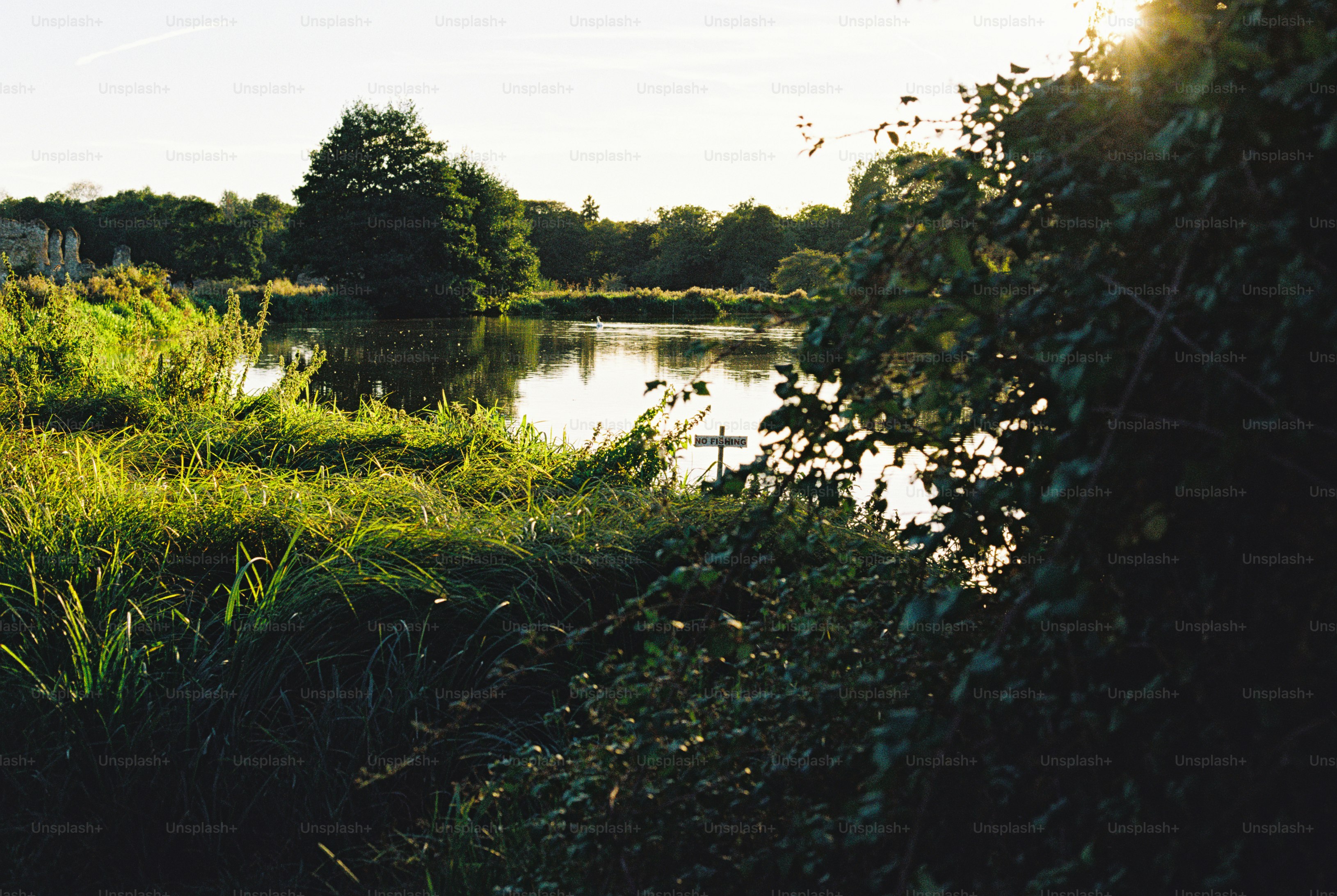A calm lake surrounded by lush green trees and tall grasses under a warm low sun