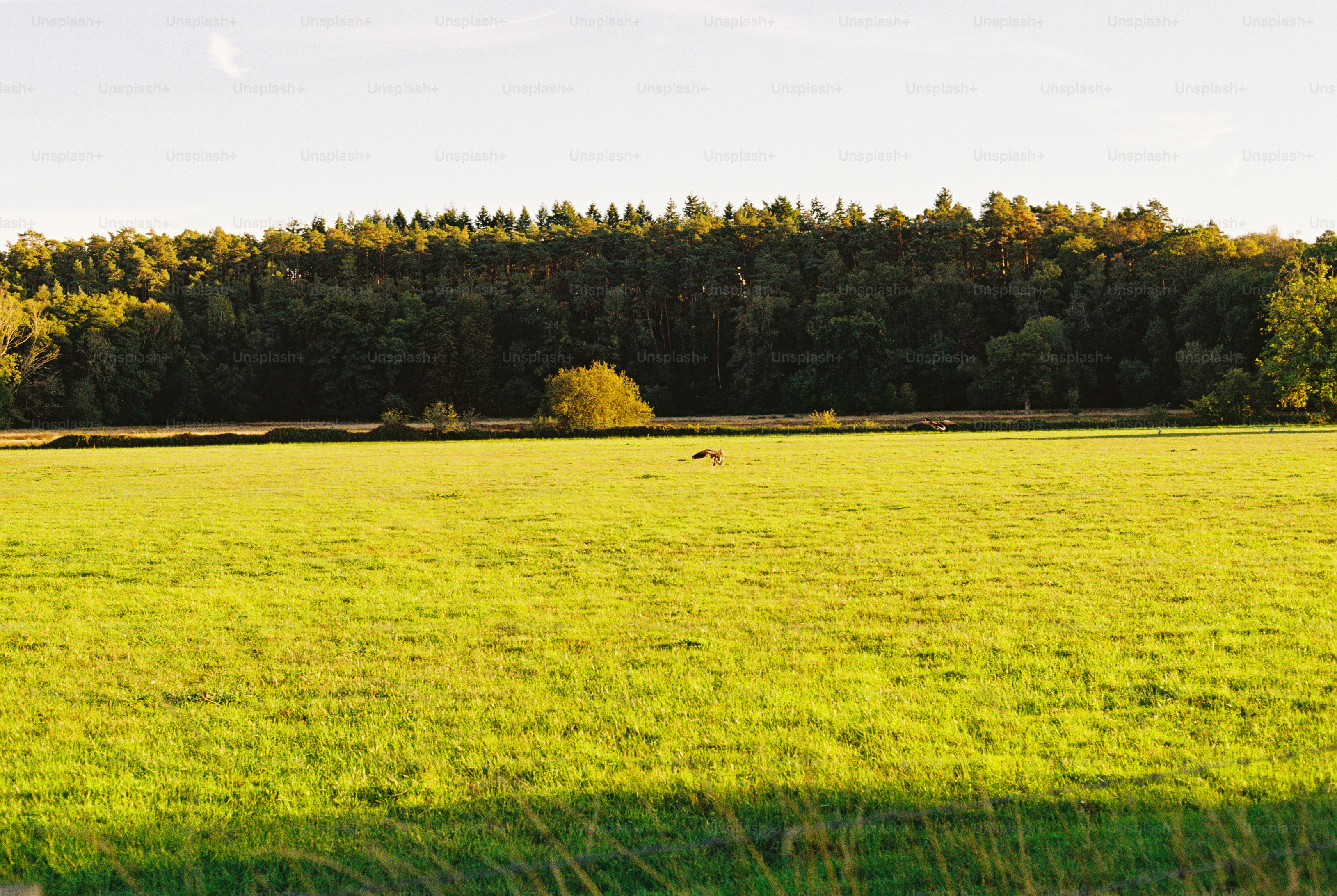A bird flying low over a vast green meadow in front of a dense forest
