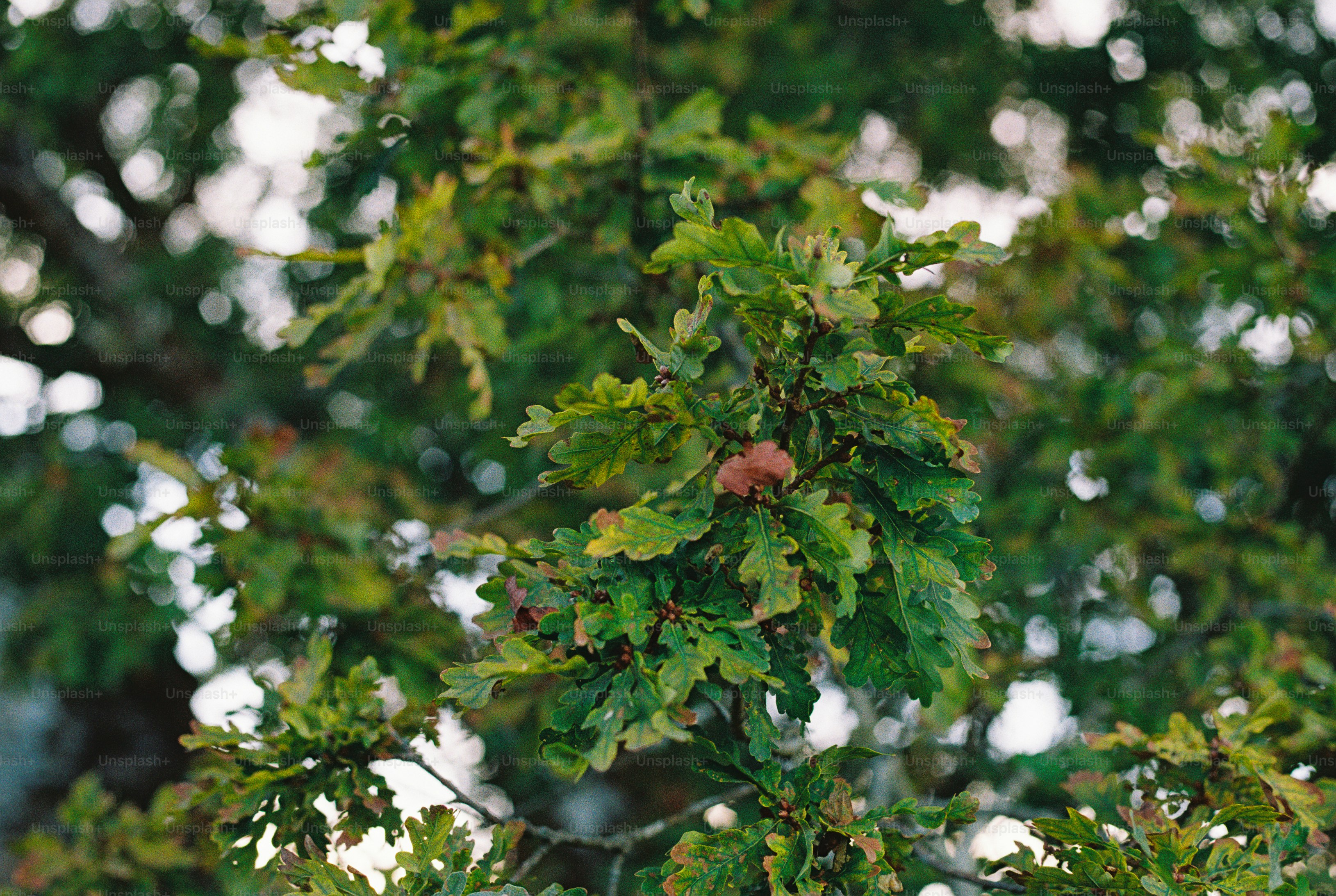 Green oak leaves with some brown edges on branches against a blurred background
