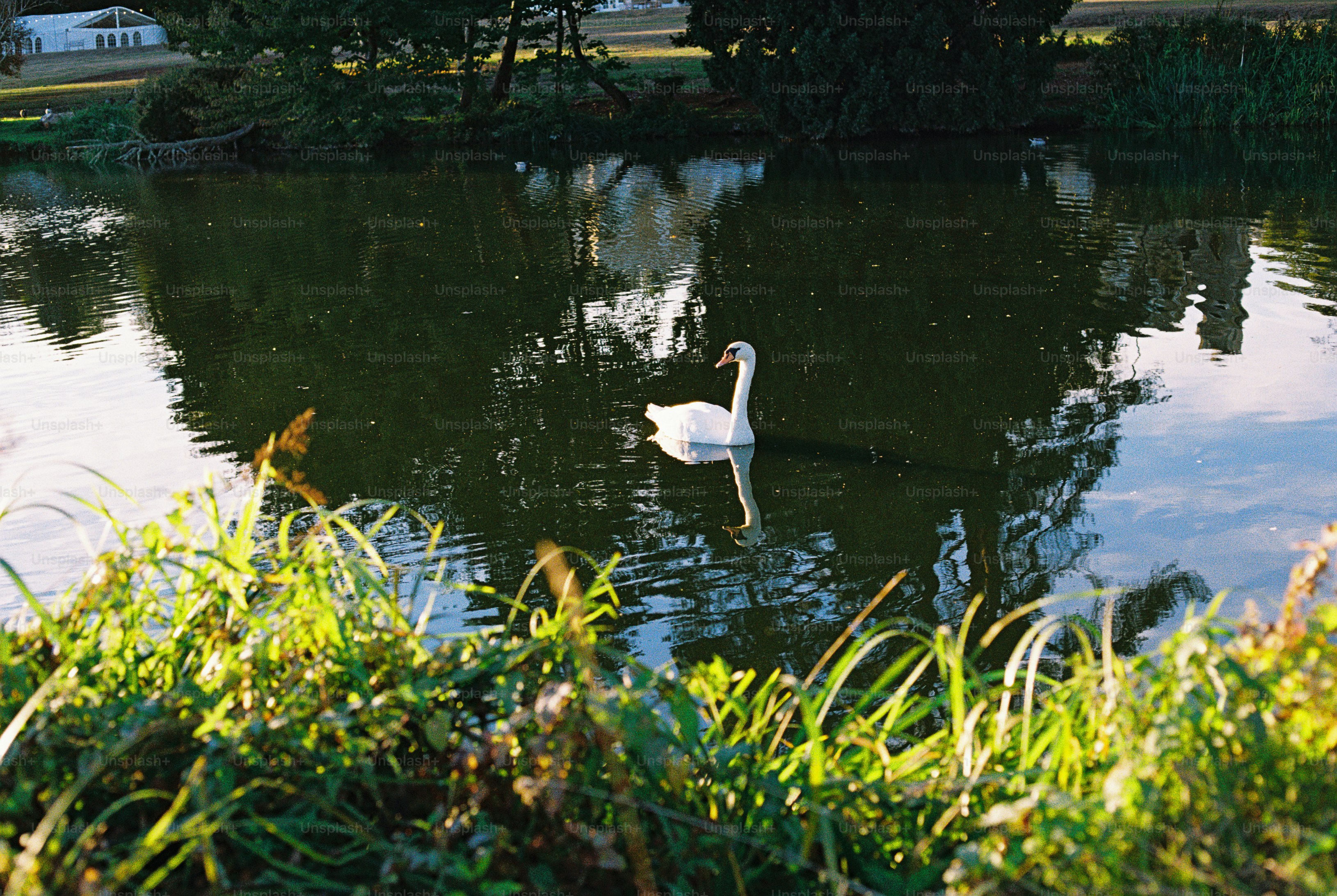 A white swan swimming on a calm pond with reflections of trees on the water