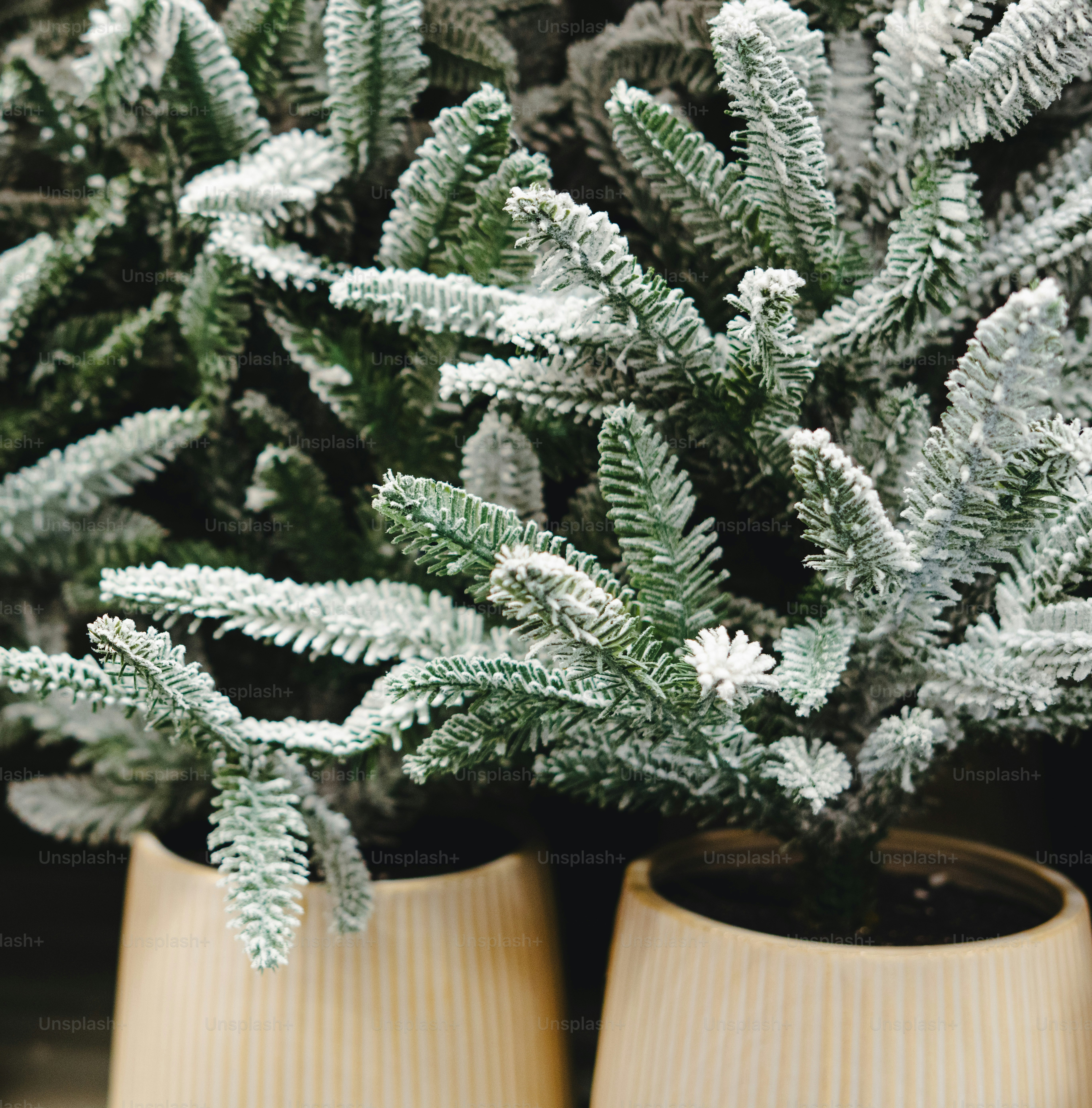 Two potted fir trees with snow-dusted needles in ribbed beige ceramic pots