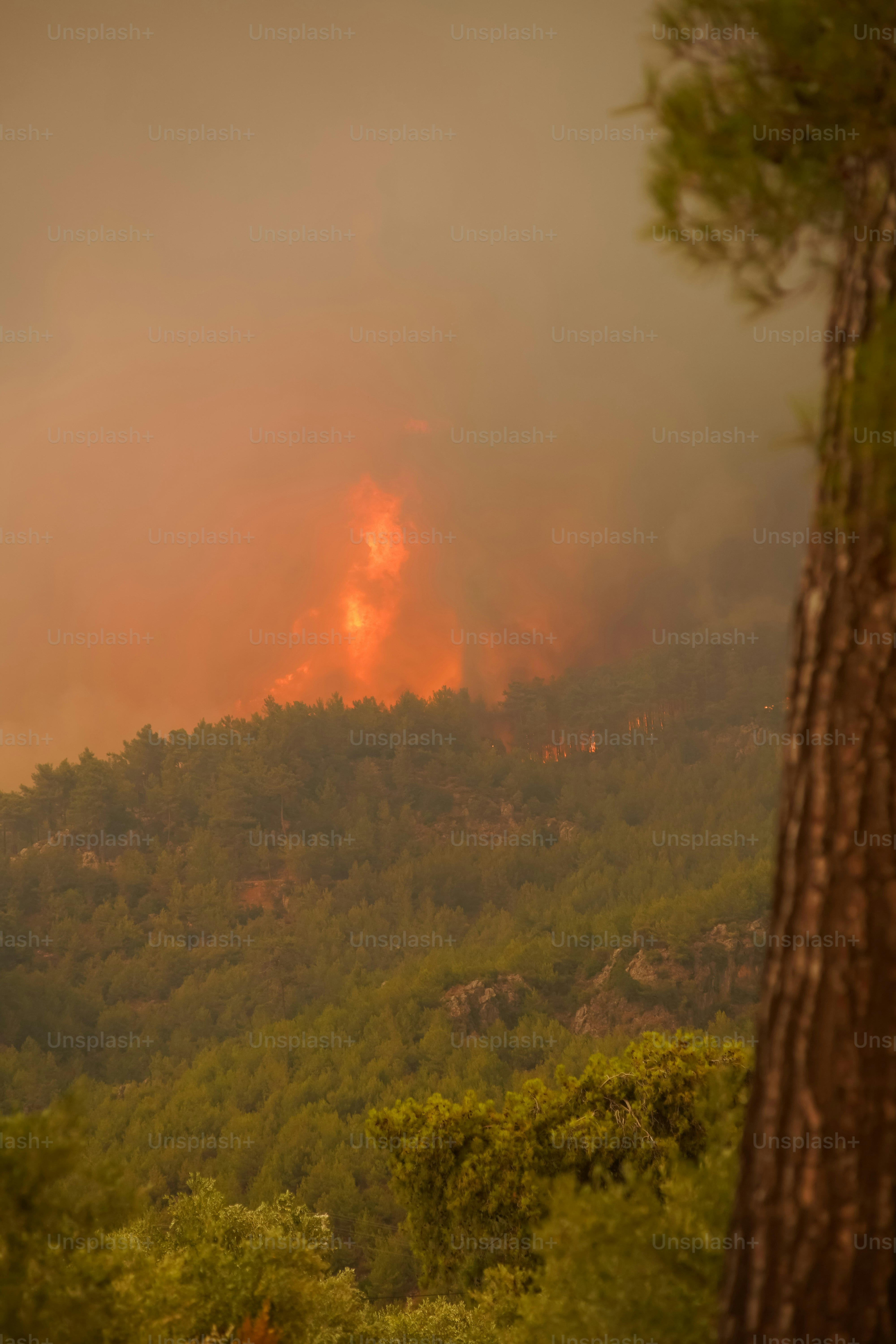 Incendio forestal en una ladera oscura - Foto en Unsplash+