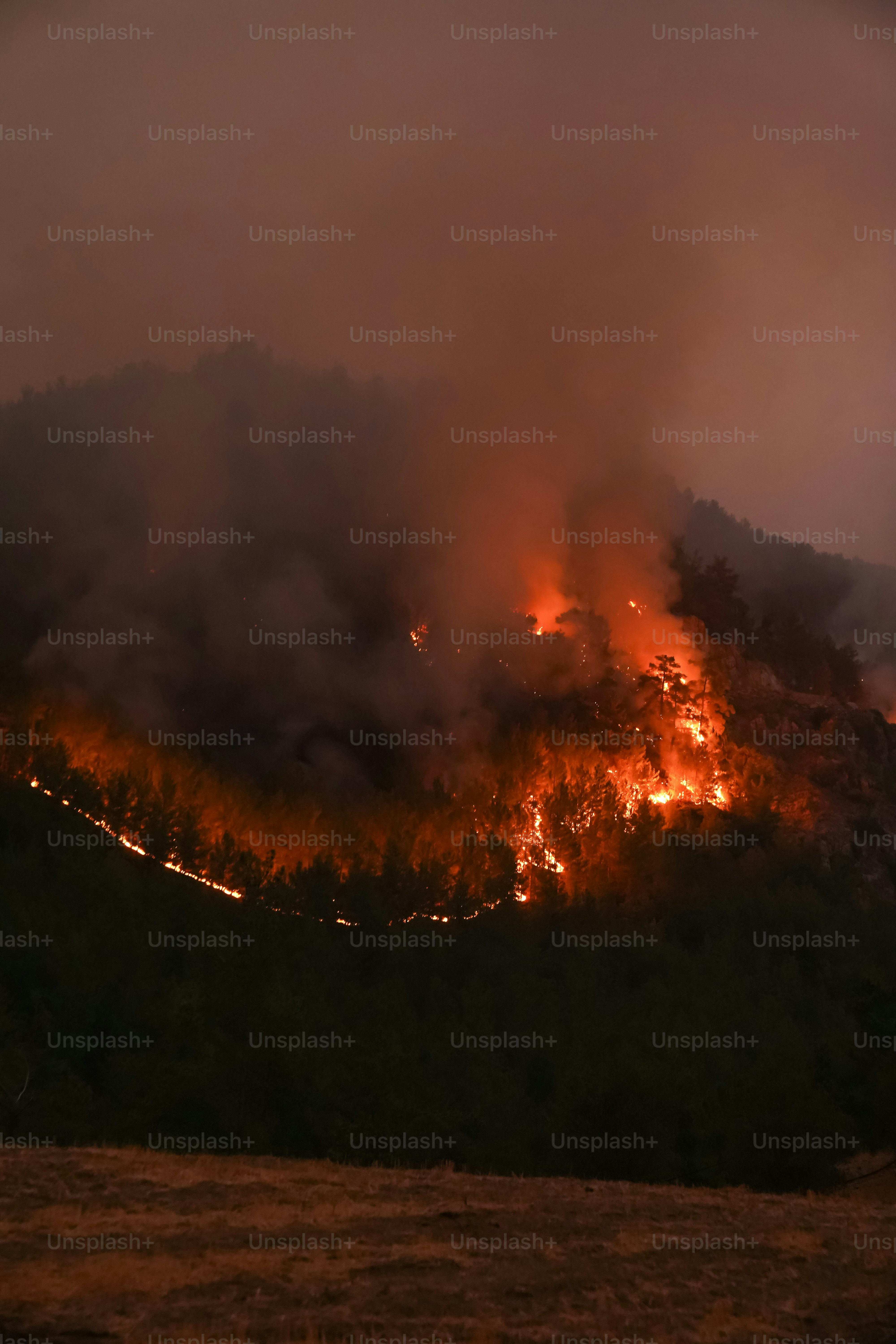 Forest fire burning at night - Photo on Unsplash+