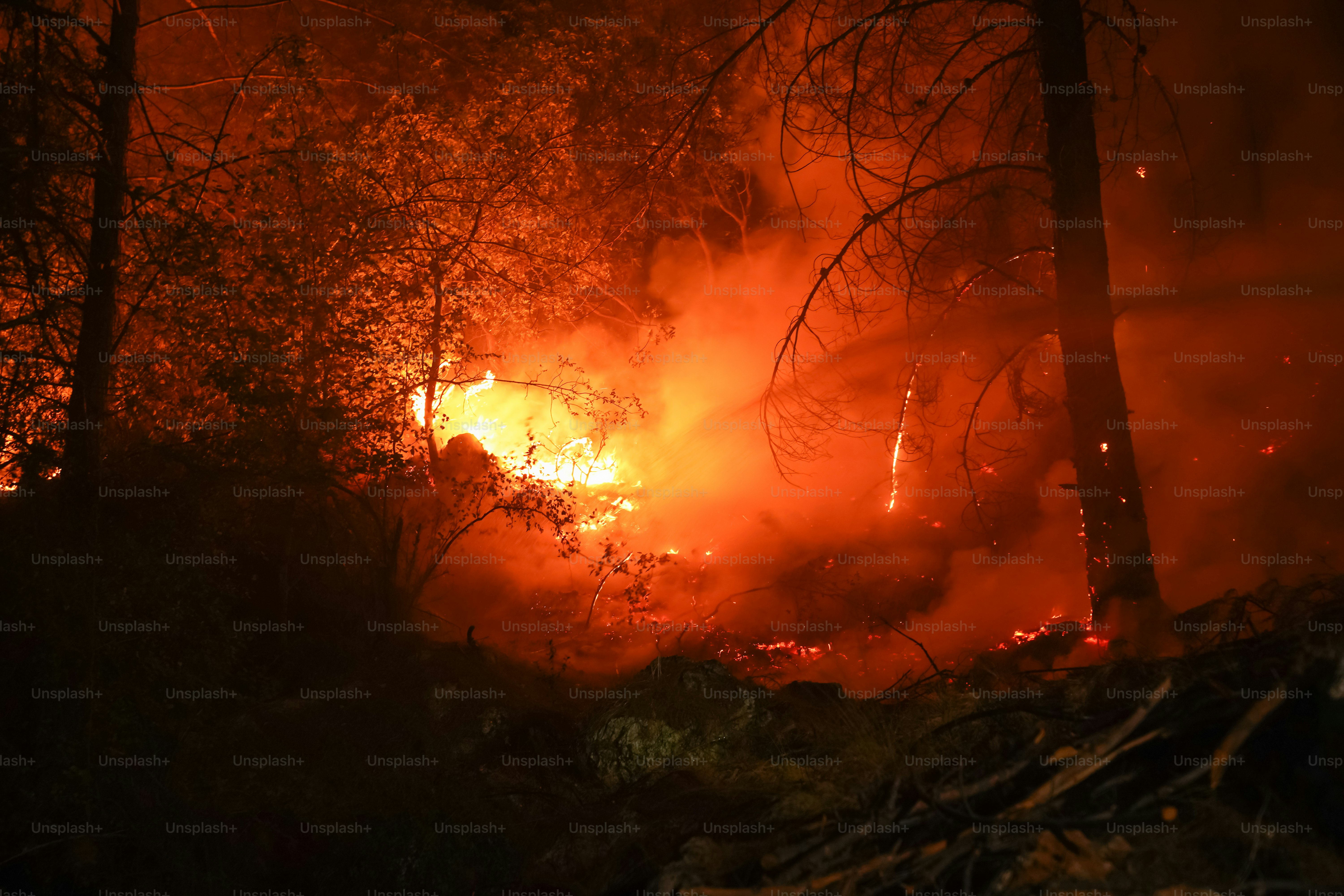 Forest fire burning at night - Photo on Unsplash+