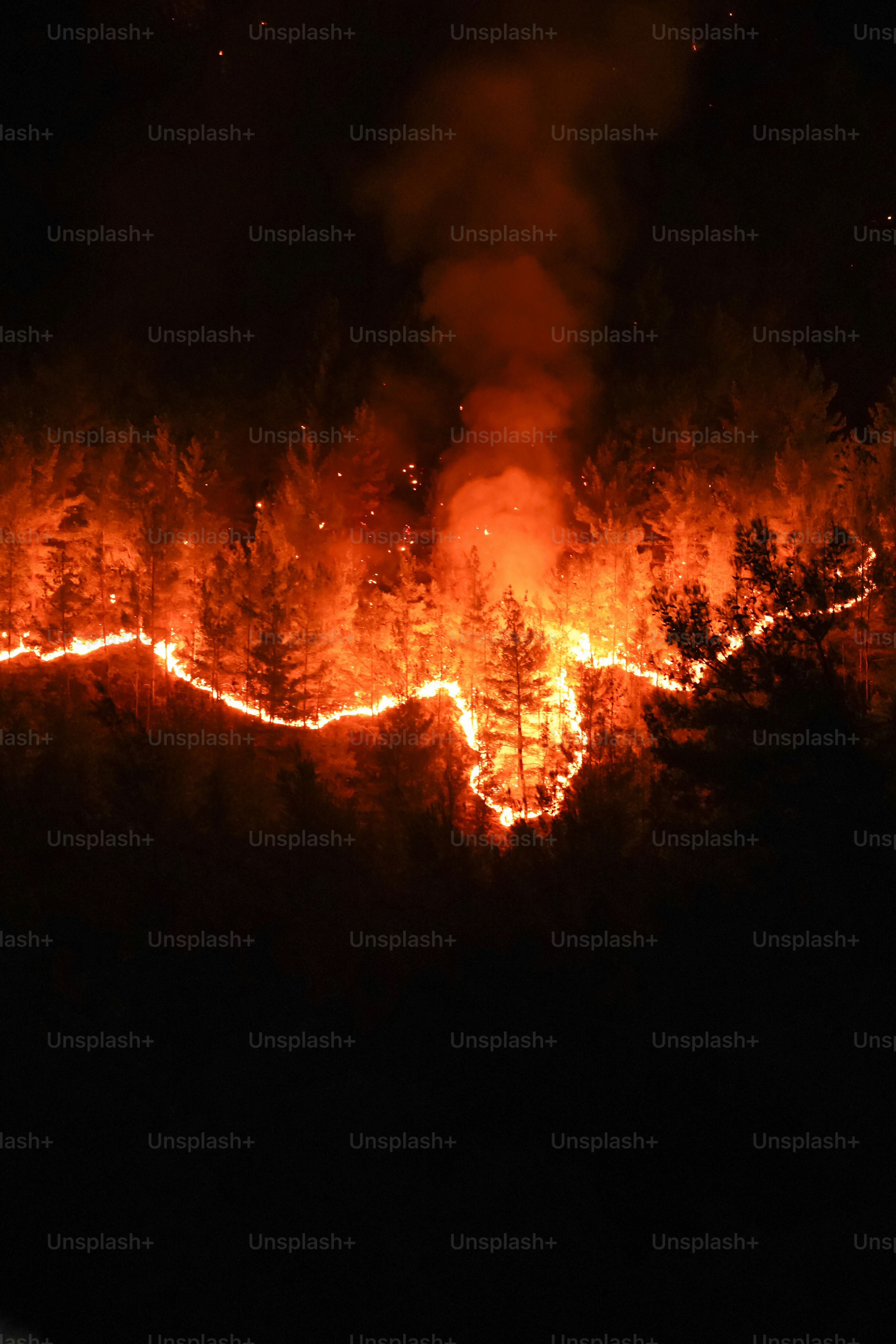 Forest fire burning at night - Photo on Unsplash+