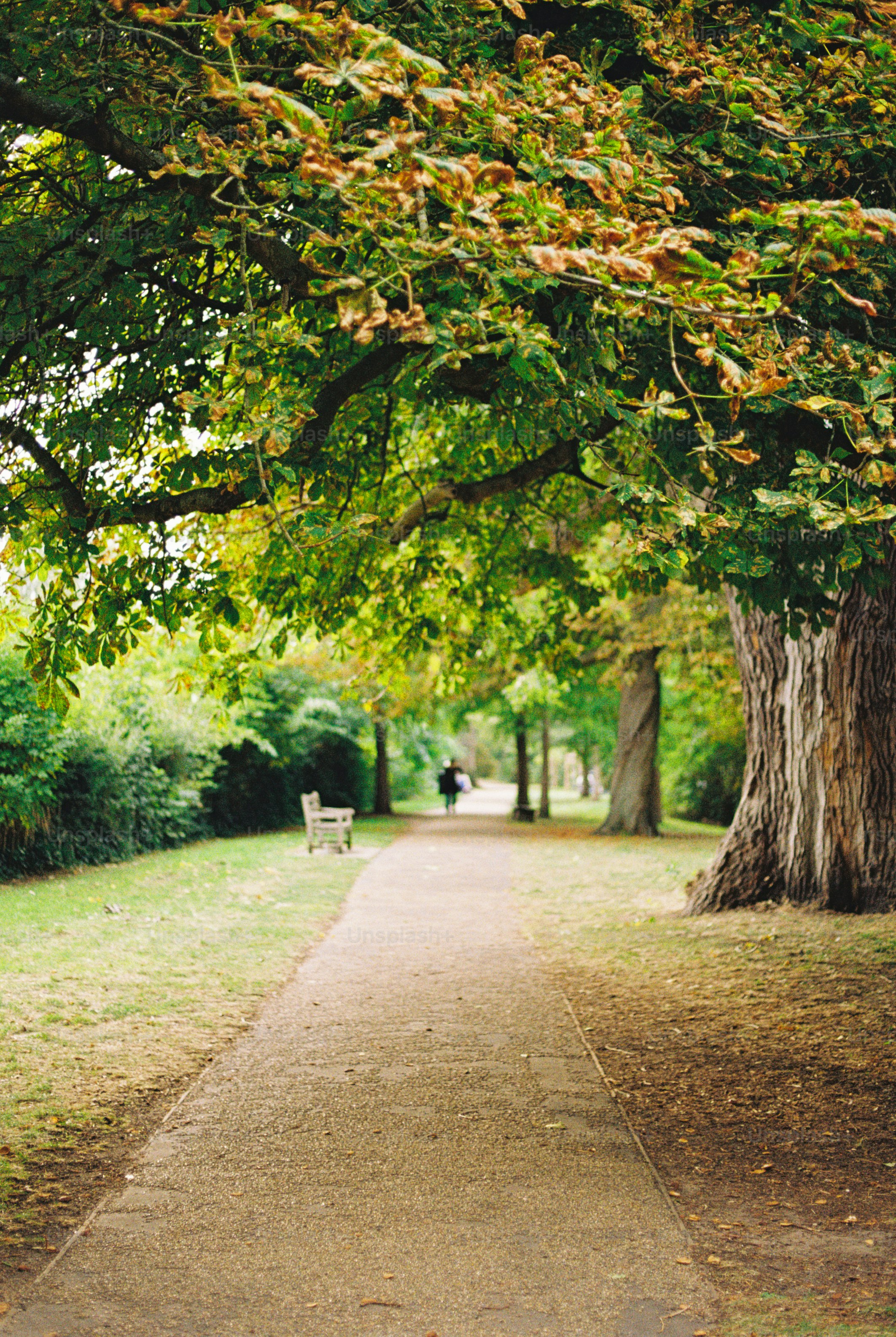 Gravel path through park with trees - Photo on Unsplash+