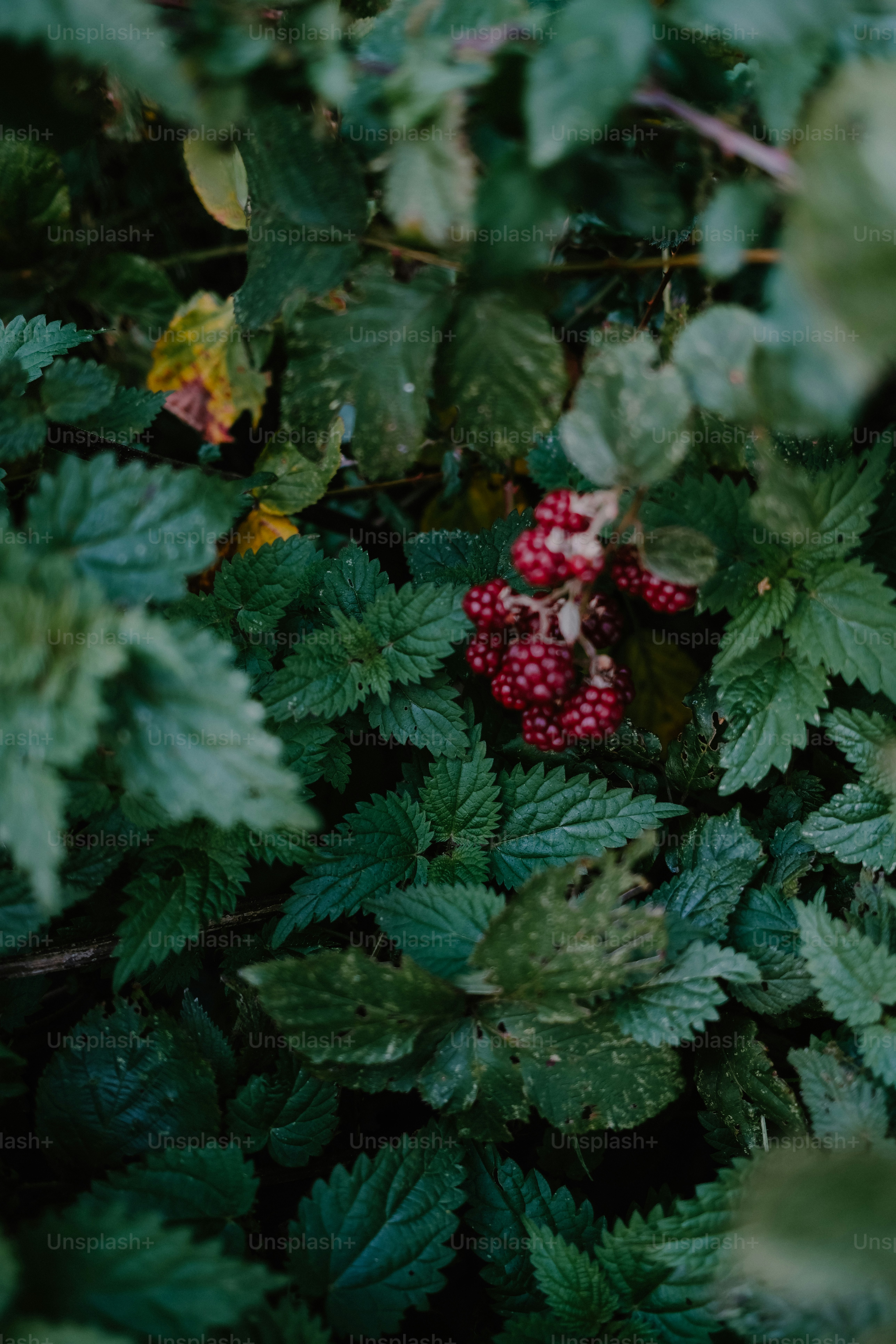 A cluster of ripe blackberries growing among dark green serrated leaves