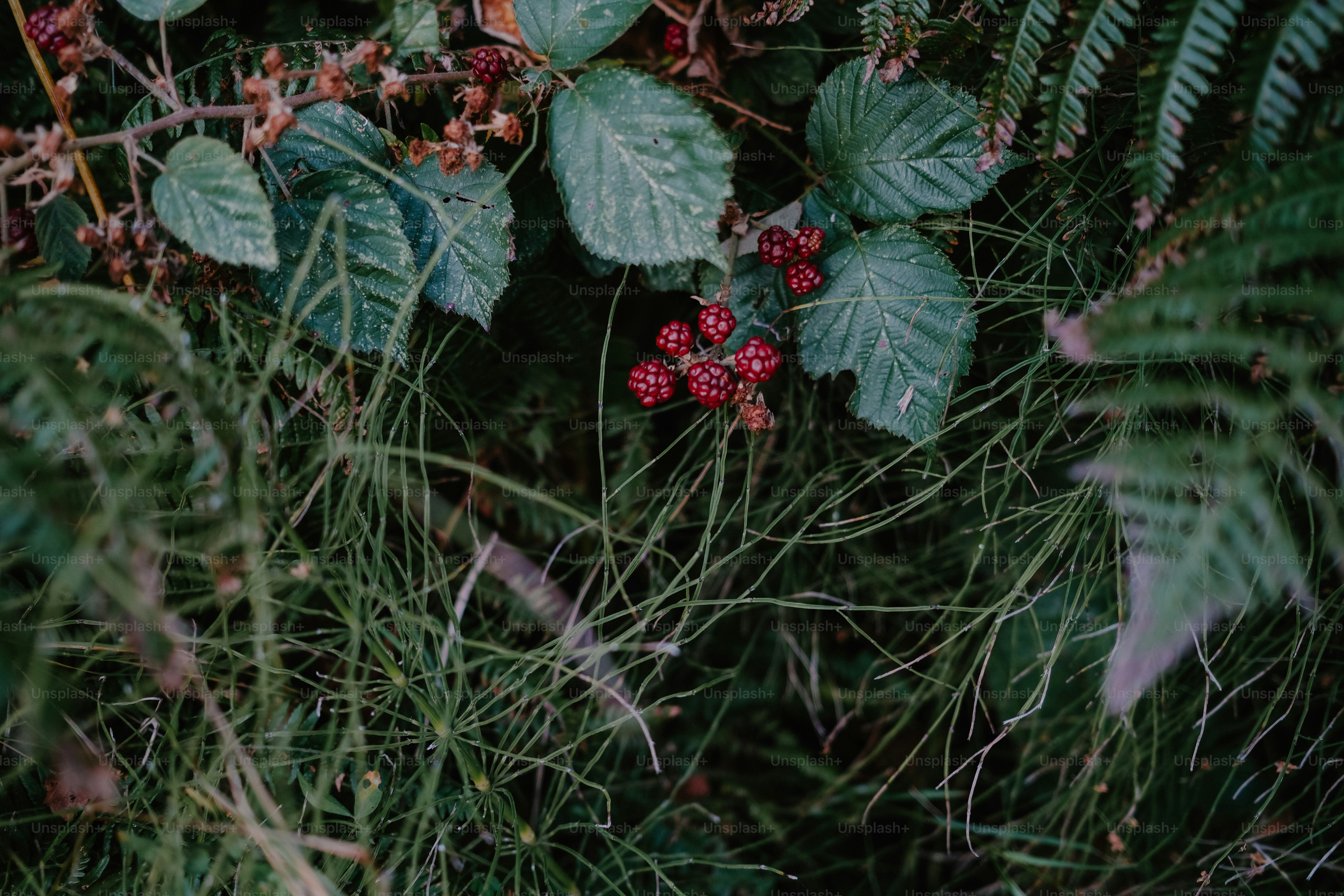 Clusters of ripe red blackberries growing among green leaves and thin wild grasses