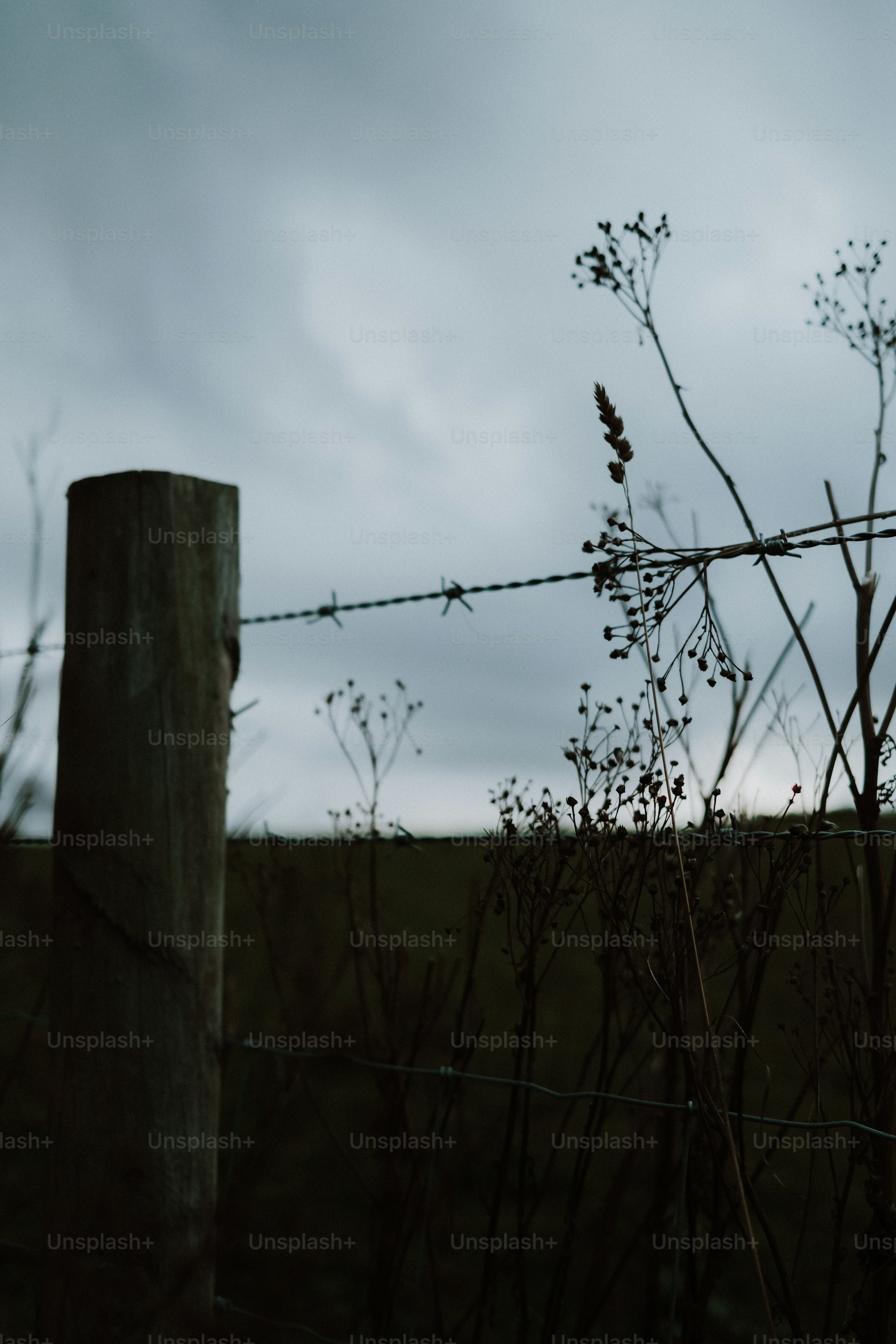 A wooden fence post with barbed wire and dried wildflowers against a cloudy sky