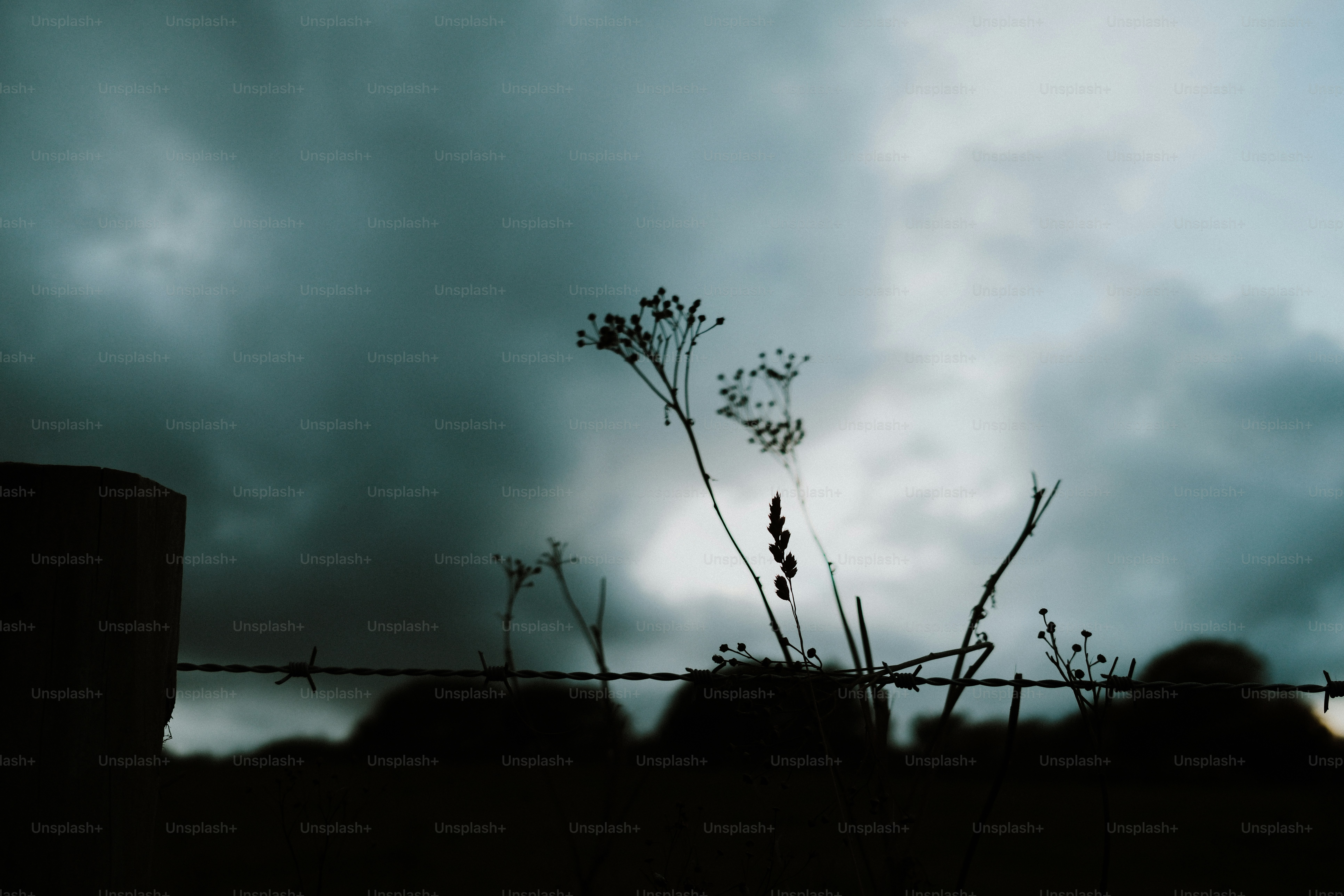 Wildflowers and a barbed wire fence in silhouette against a dark cloudy sky