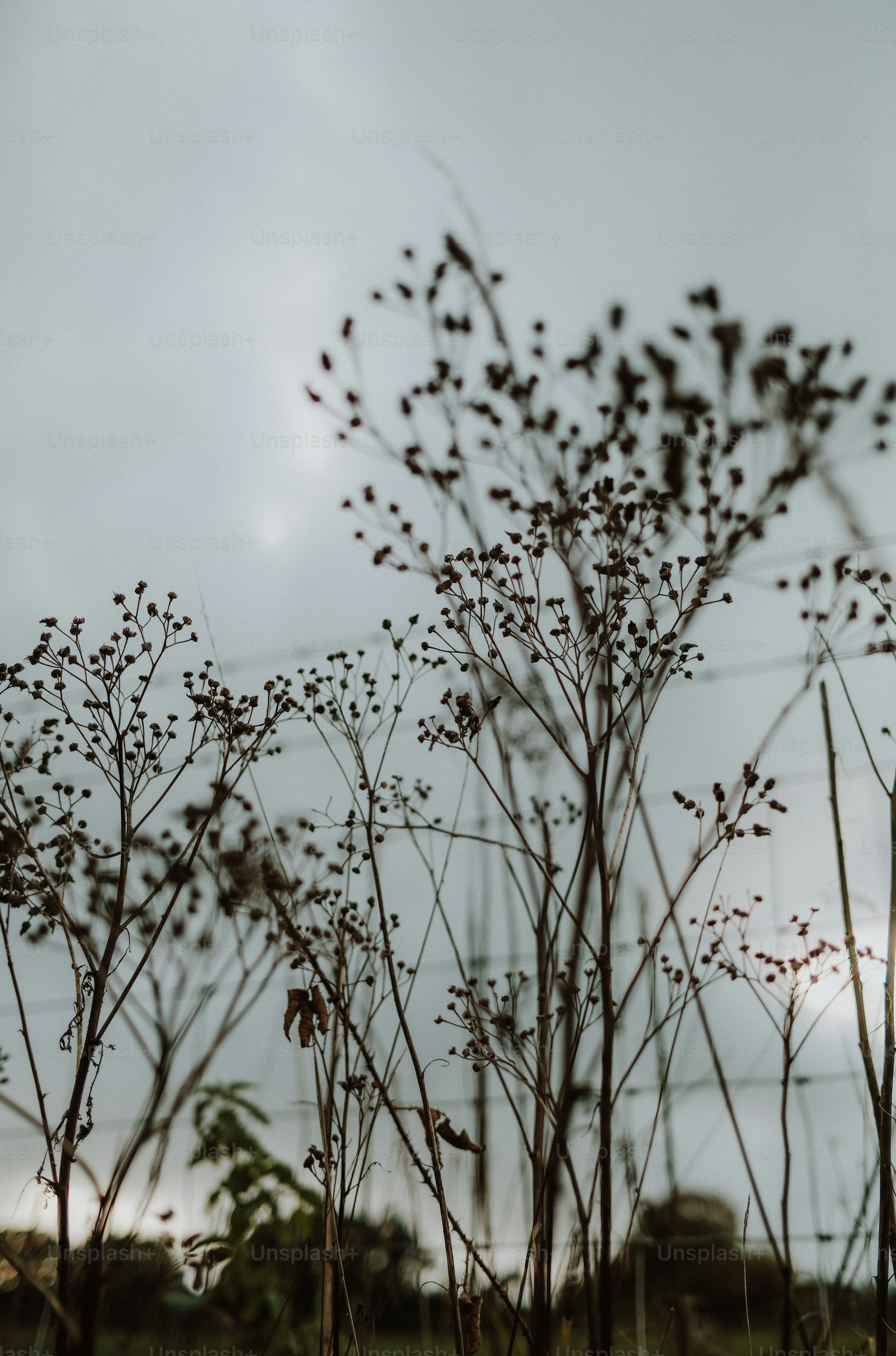 Dried wildflowers with small seed heads against a pale overcast sky and wire fence