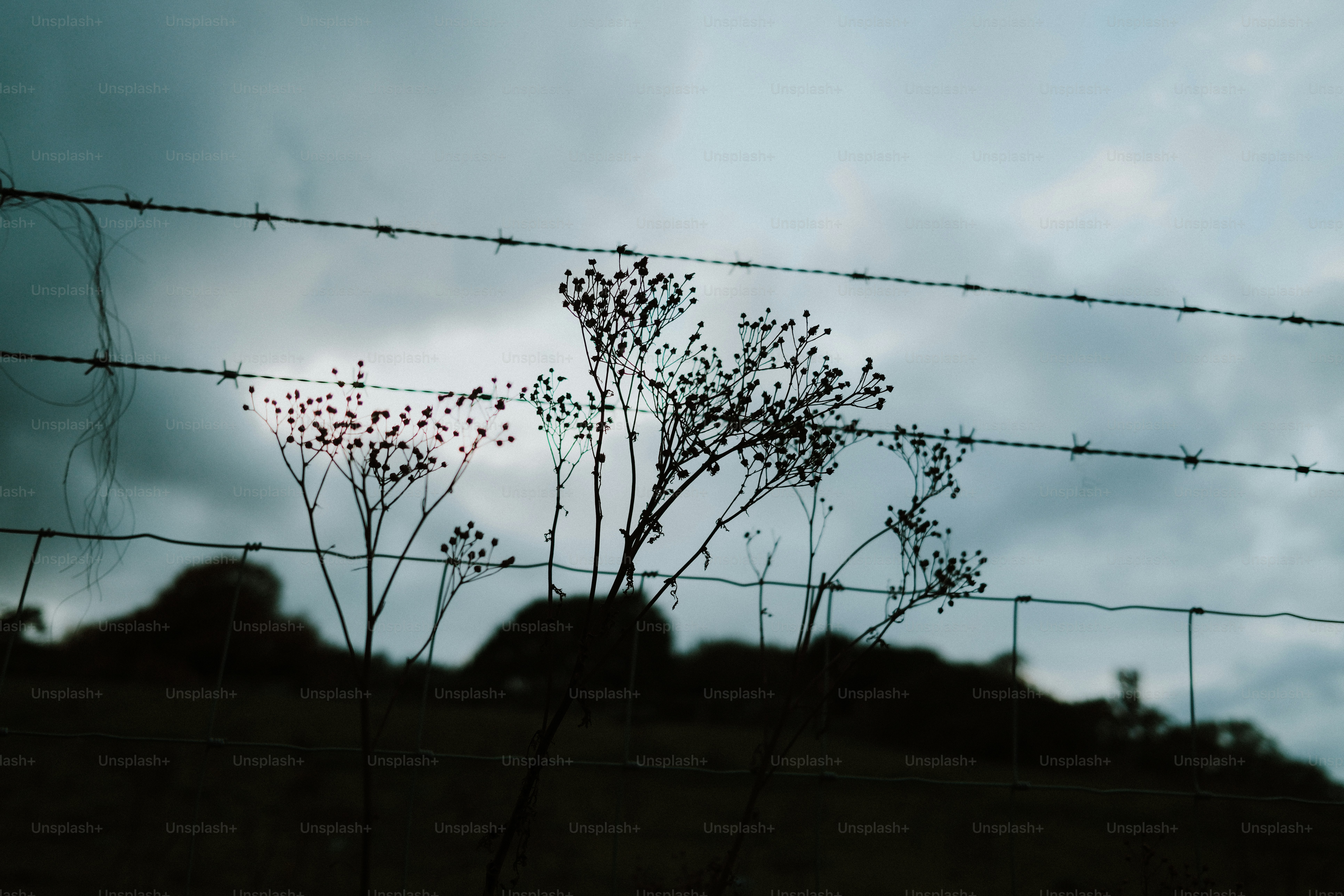 Silhouetted wildflowers against a barbed wire fence under a cloudy sky