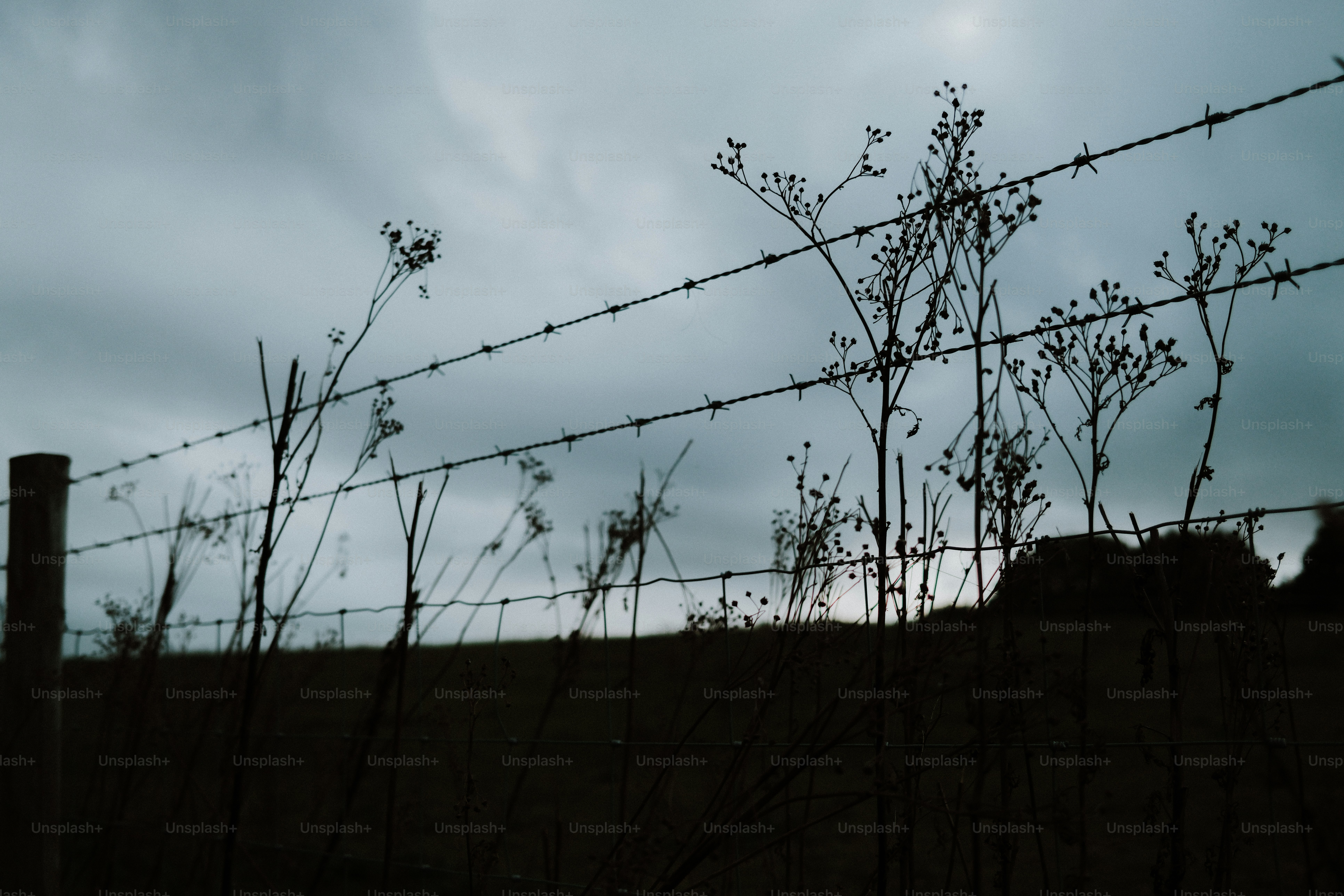 Barbed wire fence silhouetted against a cloudy sky with wildflowers growing through the metal strands