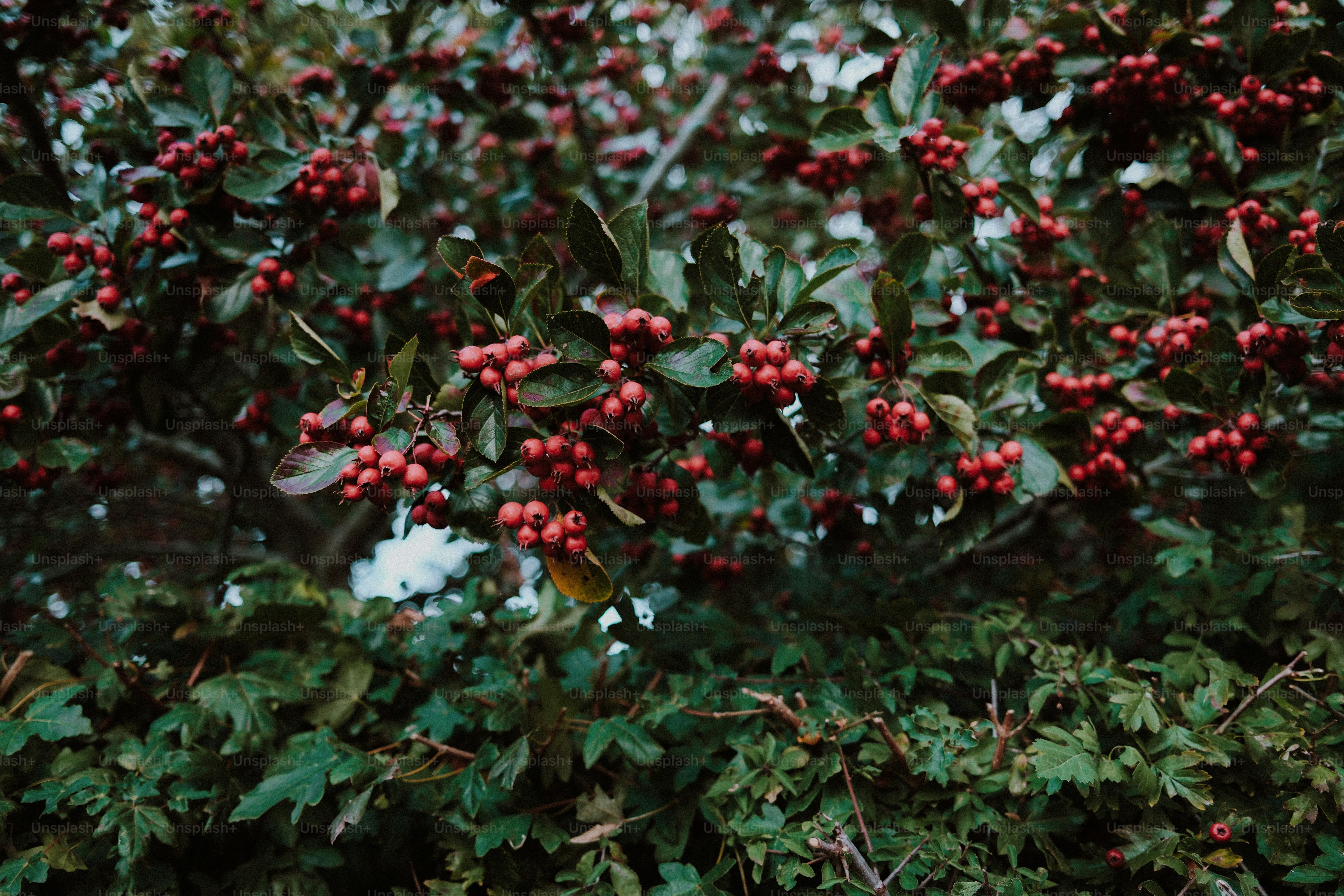 Clusters of small red berries growing on a leafy hawthorn bush