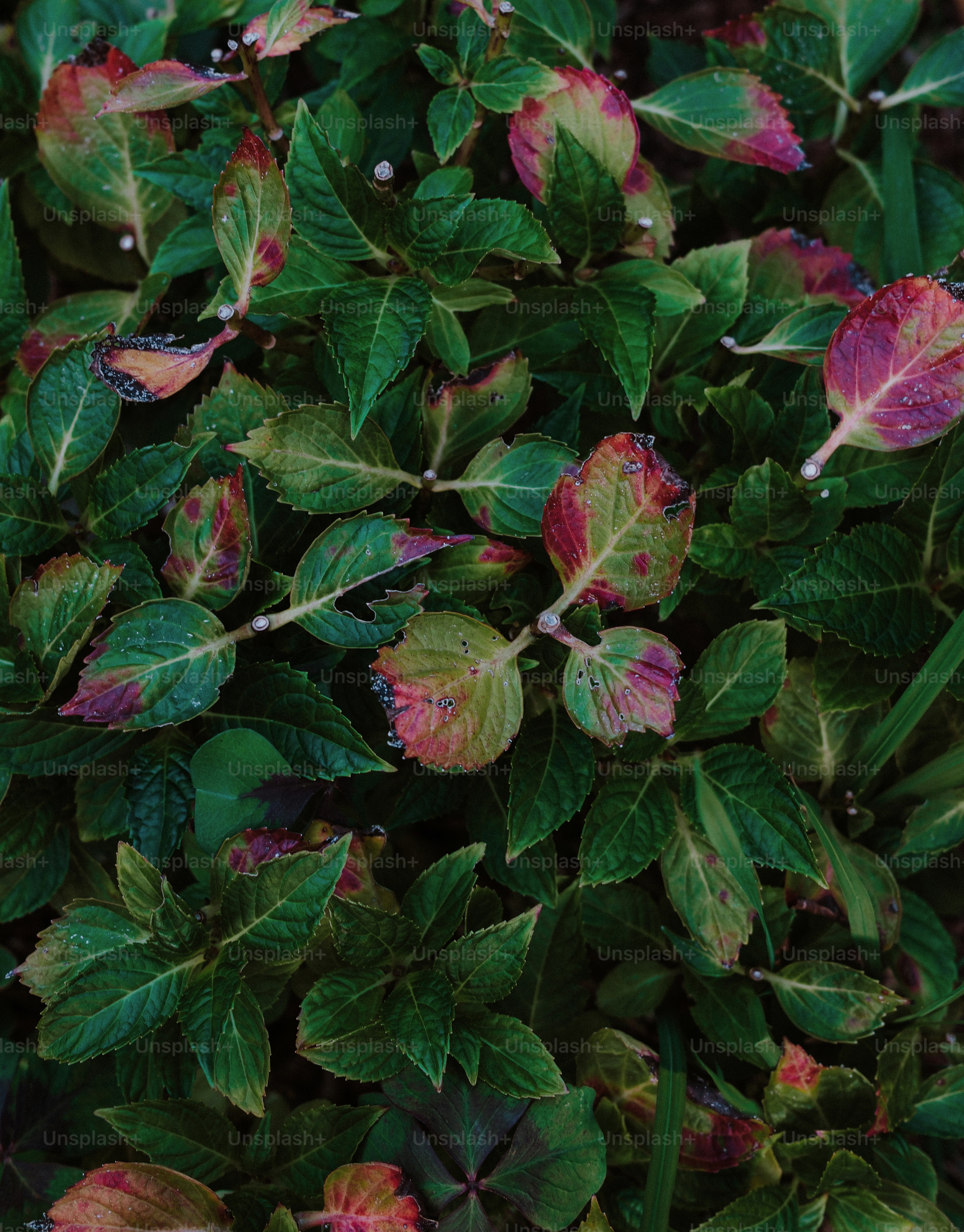 Green leaves with patches of red and purple discoloration in a dense garden setting