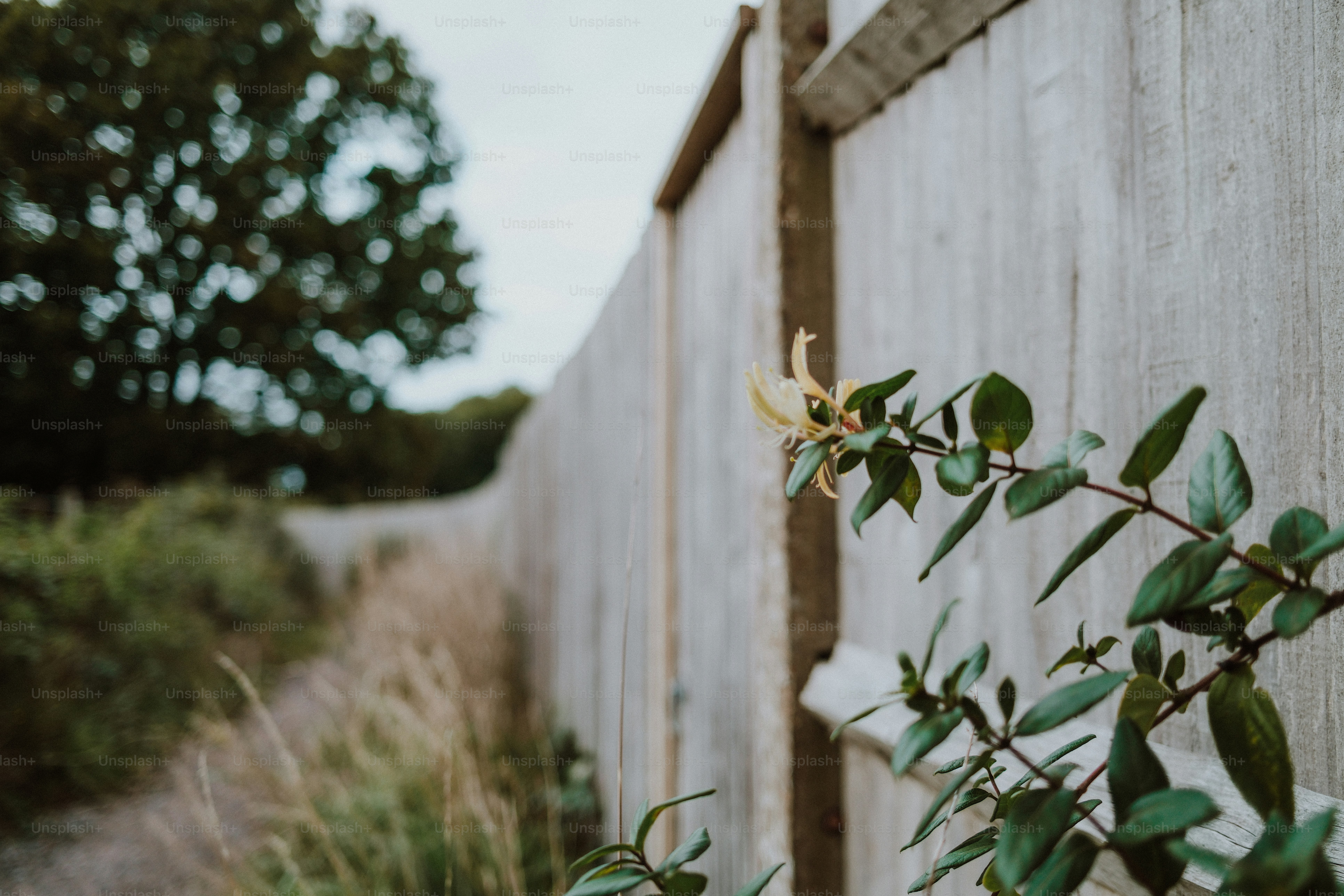 A pale yellow honeysuckle flower on a vine against a weathered wooden fence