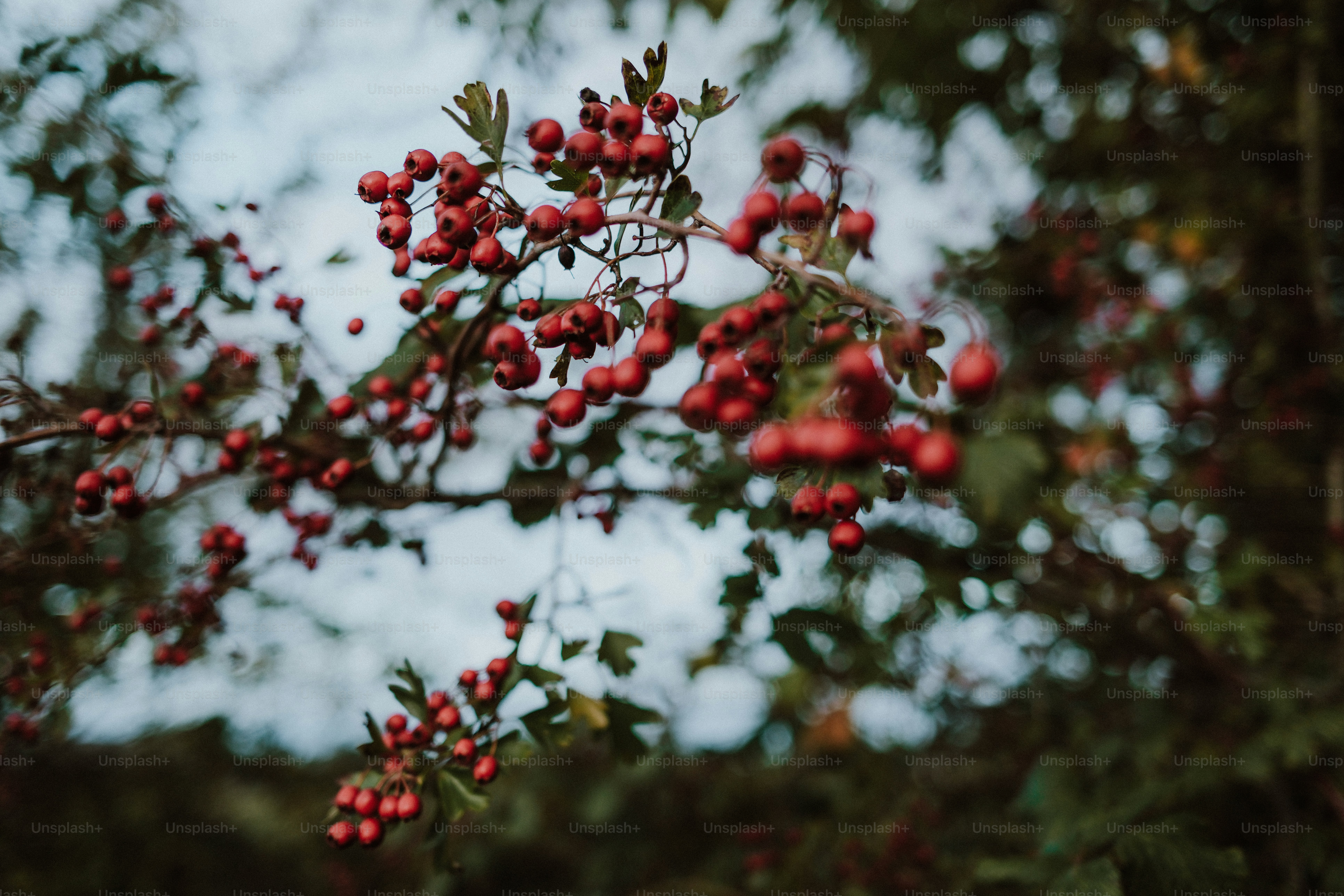 Clusters of small red hawthorn berries hanging from branches against a blurred sky