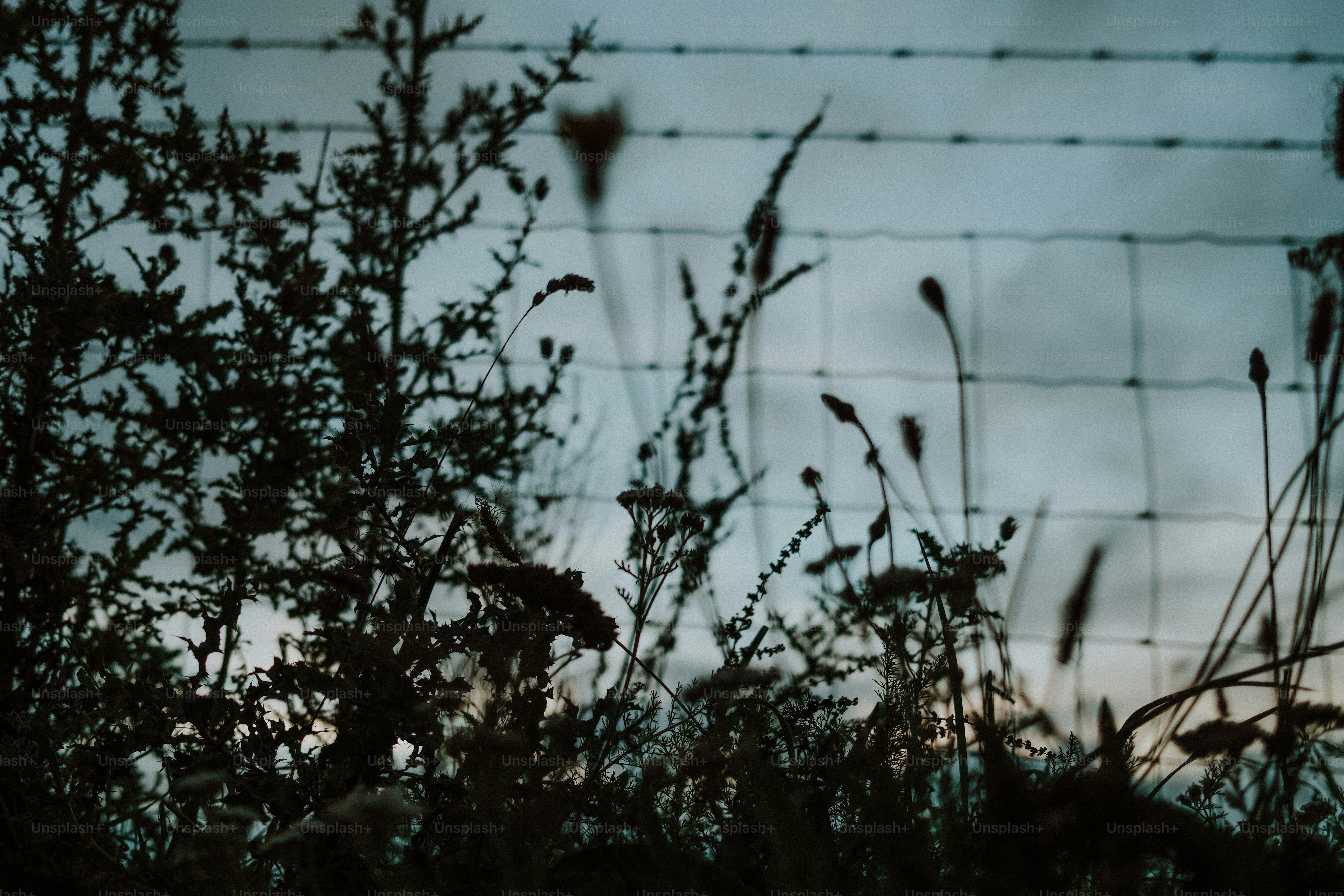 Silhouetted wild plants and weeds against a wire fence under a dim sky